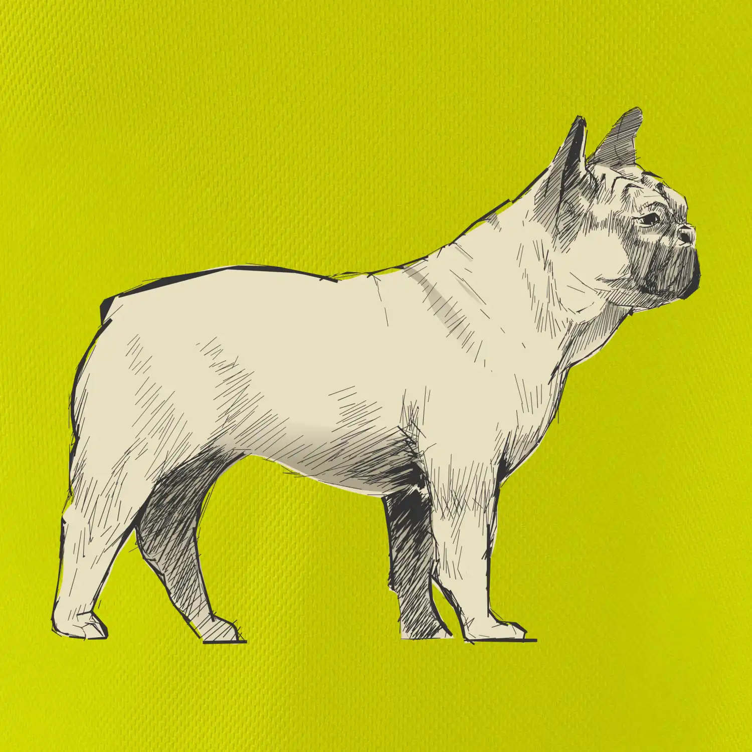 Vintage French bulldog