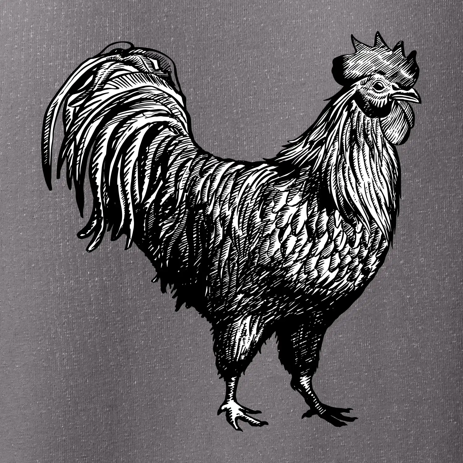 Kohout kreslený černobílý