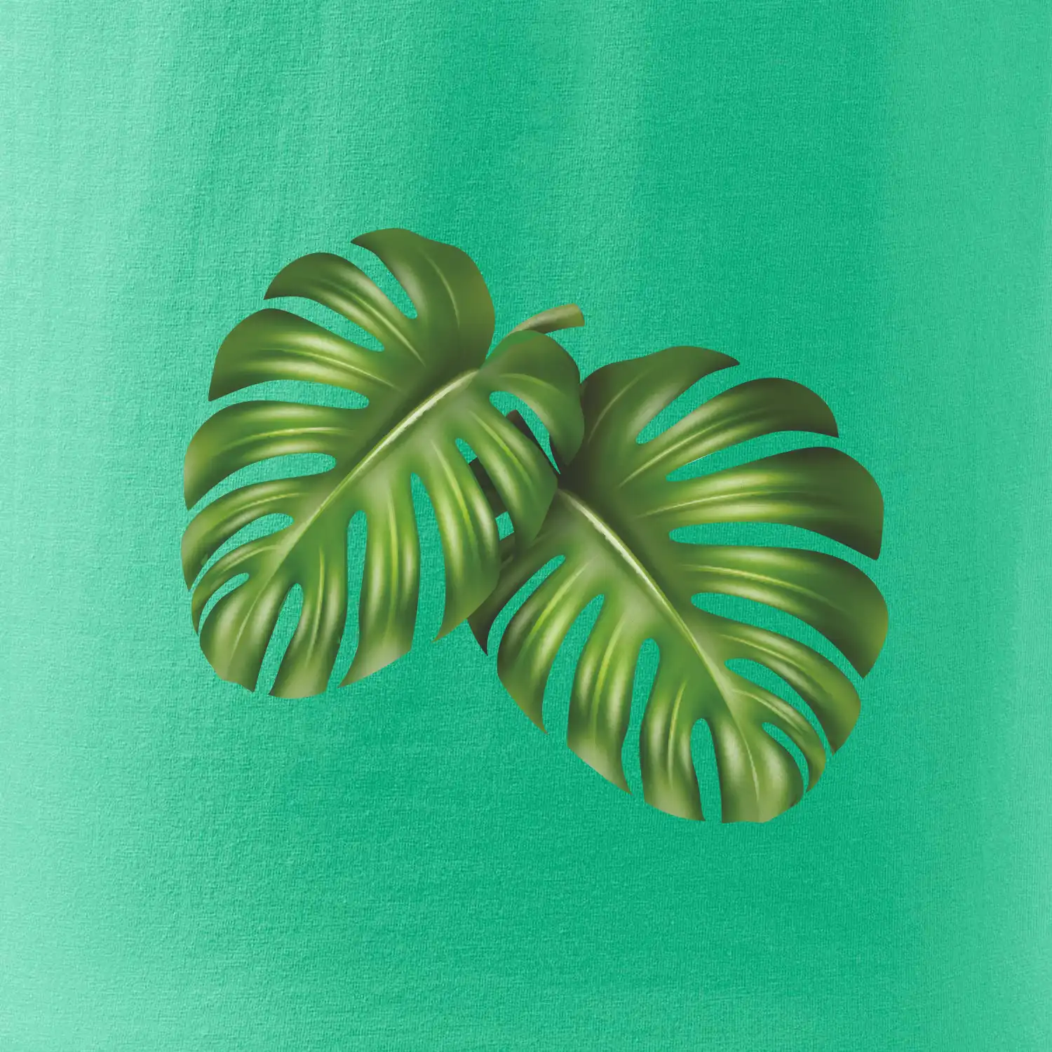 Monstera - dva listy