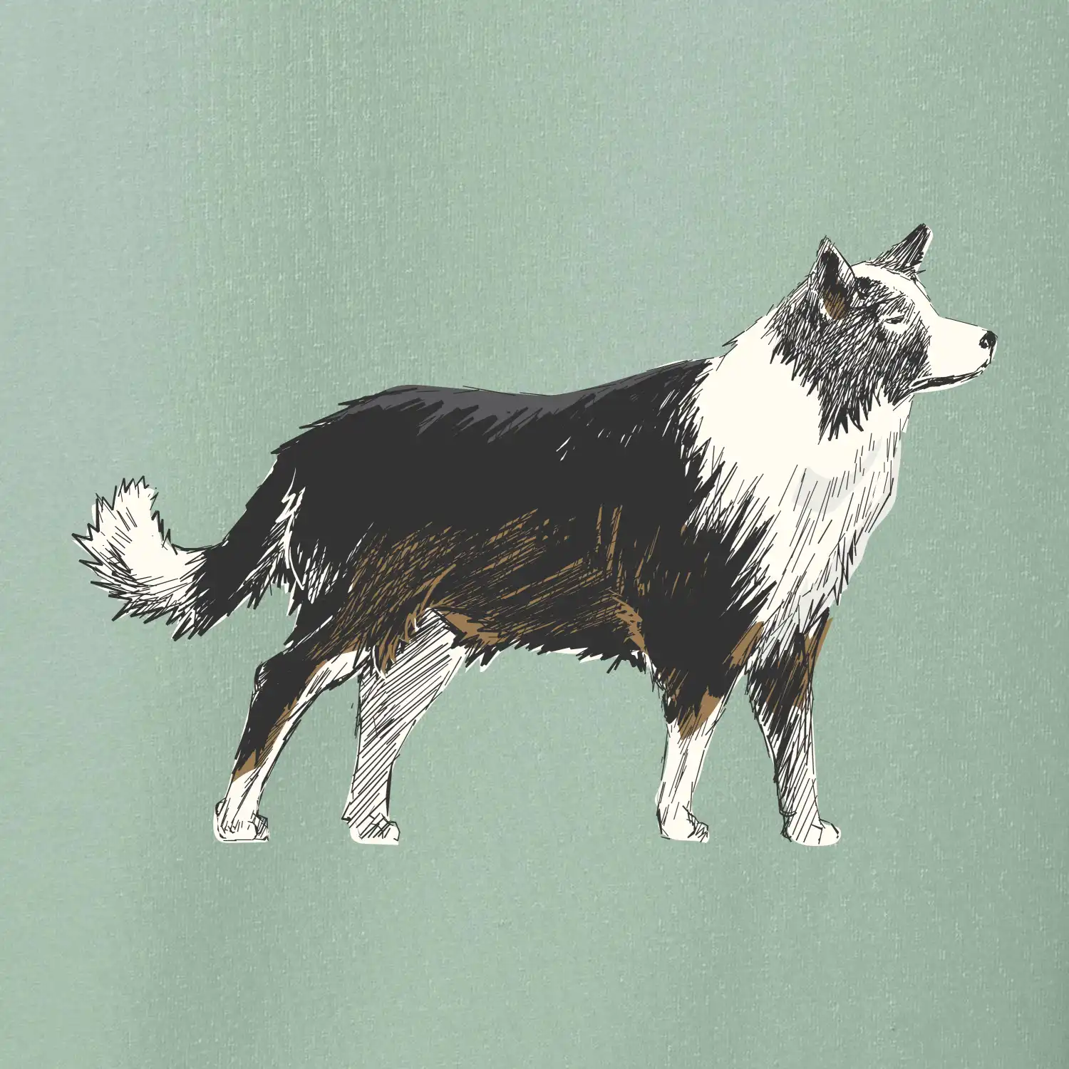 Border kolie kreslená