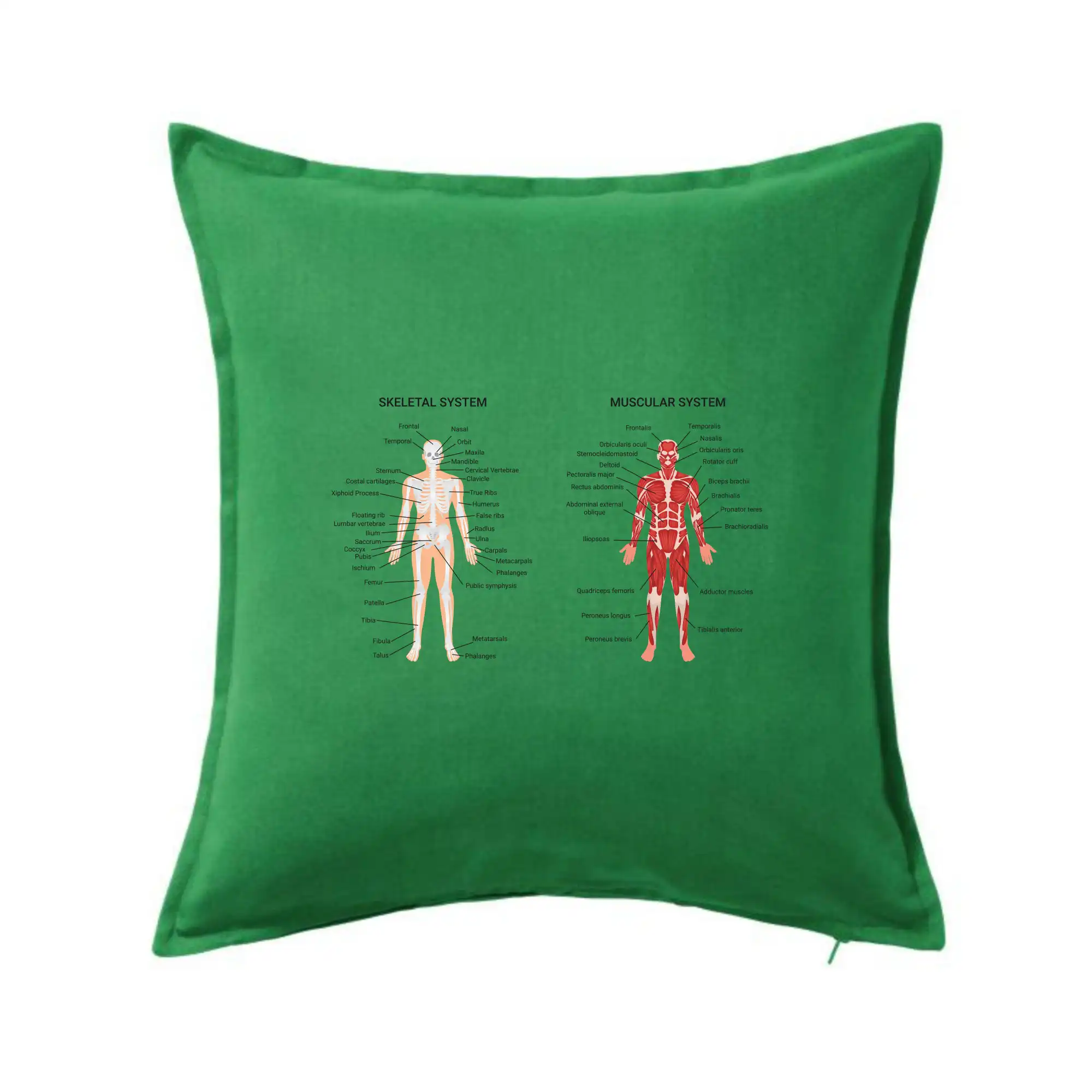 Skelet and Moscular system