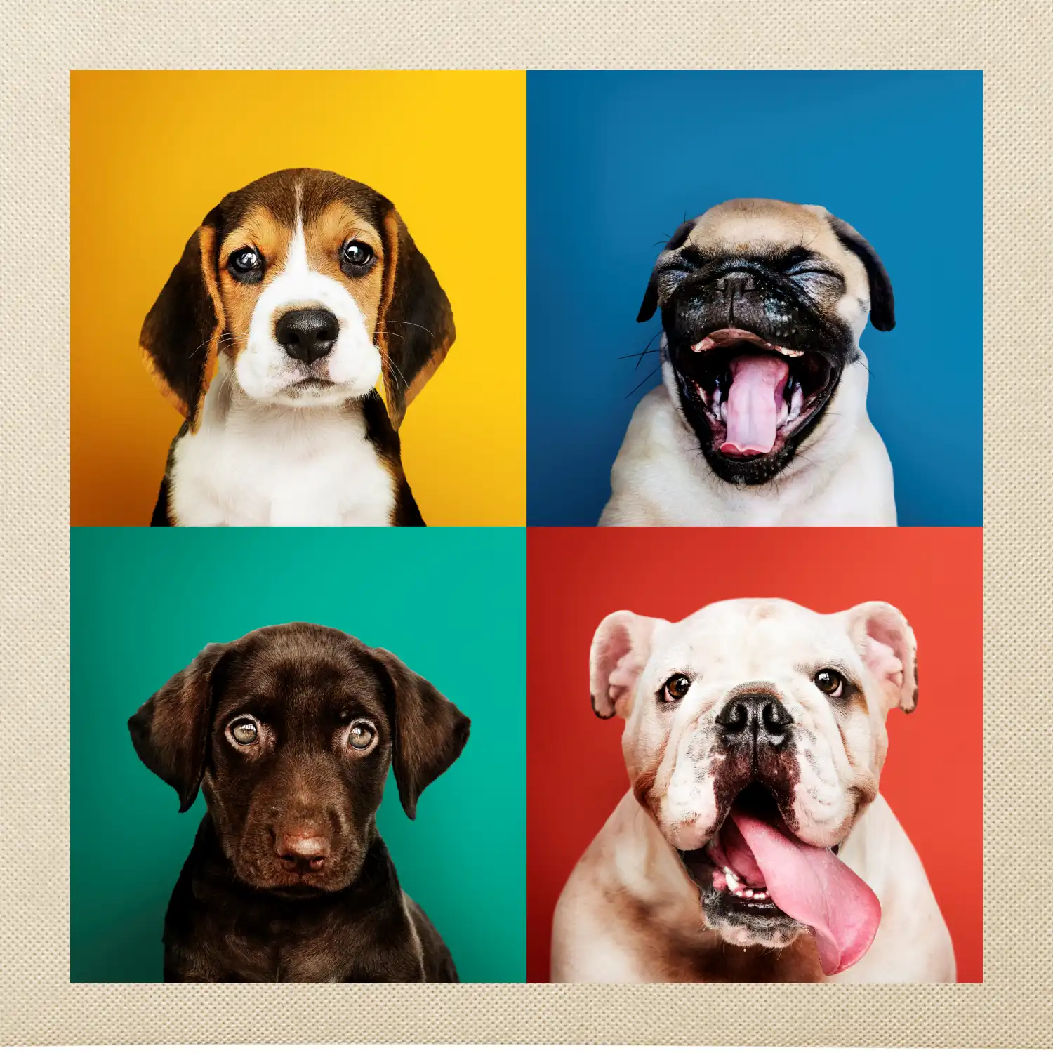 Psi štěňata koláž