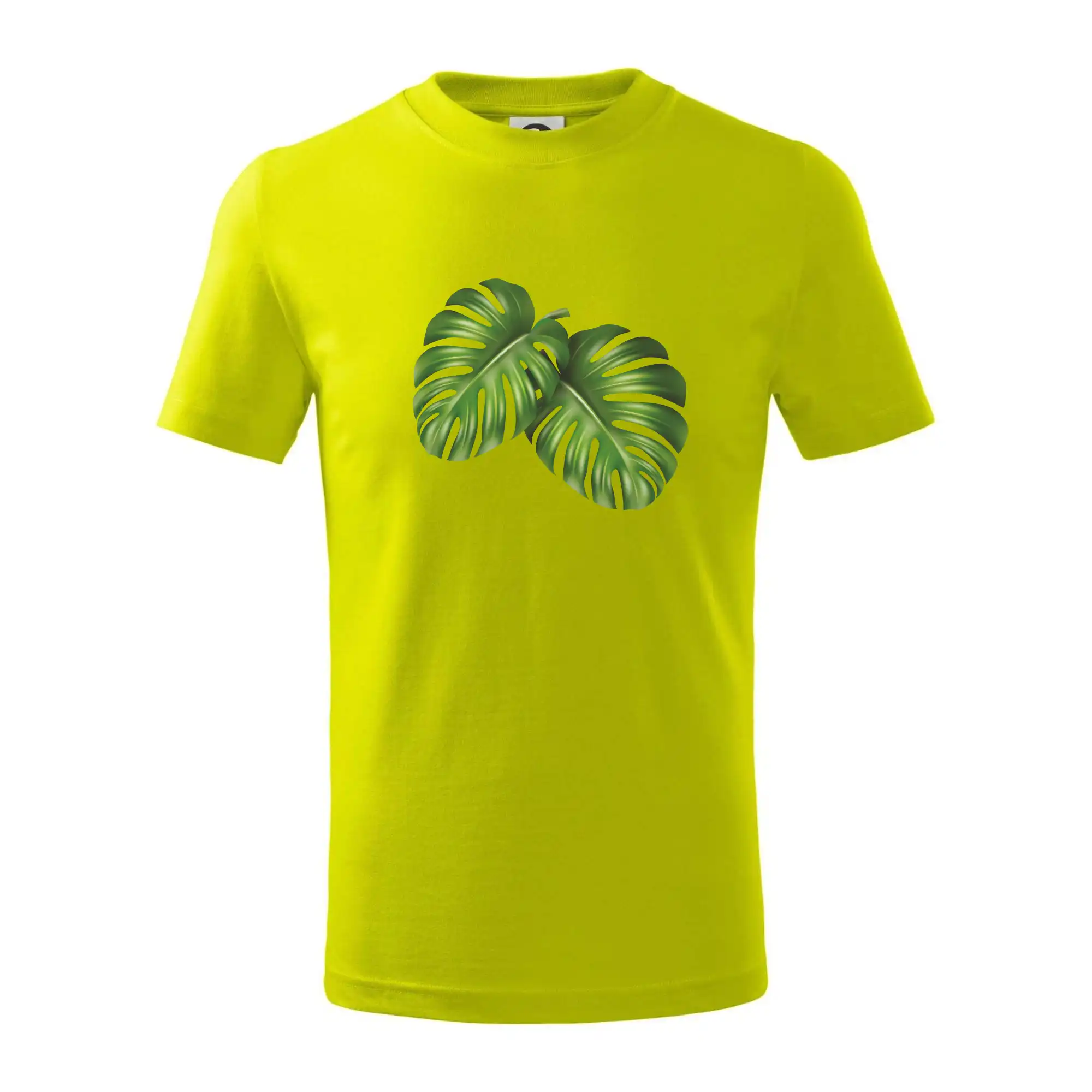 Monstera - dva listy