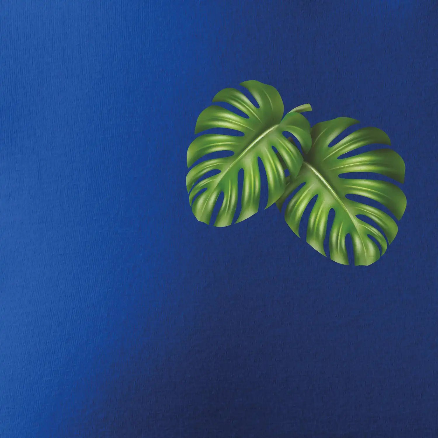 Monstera listy na prsu