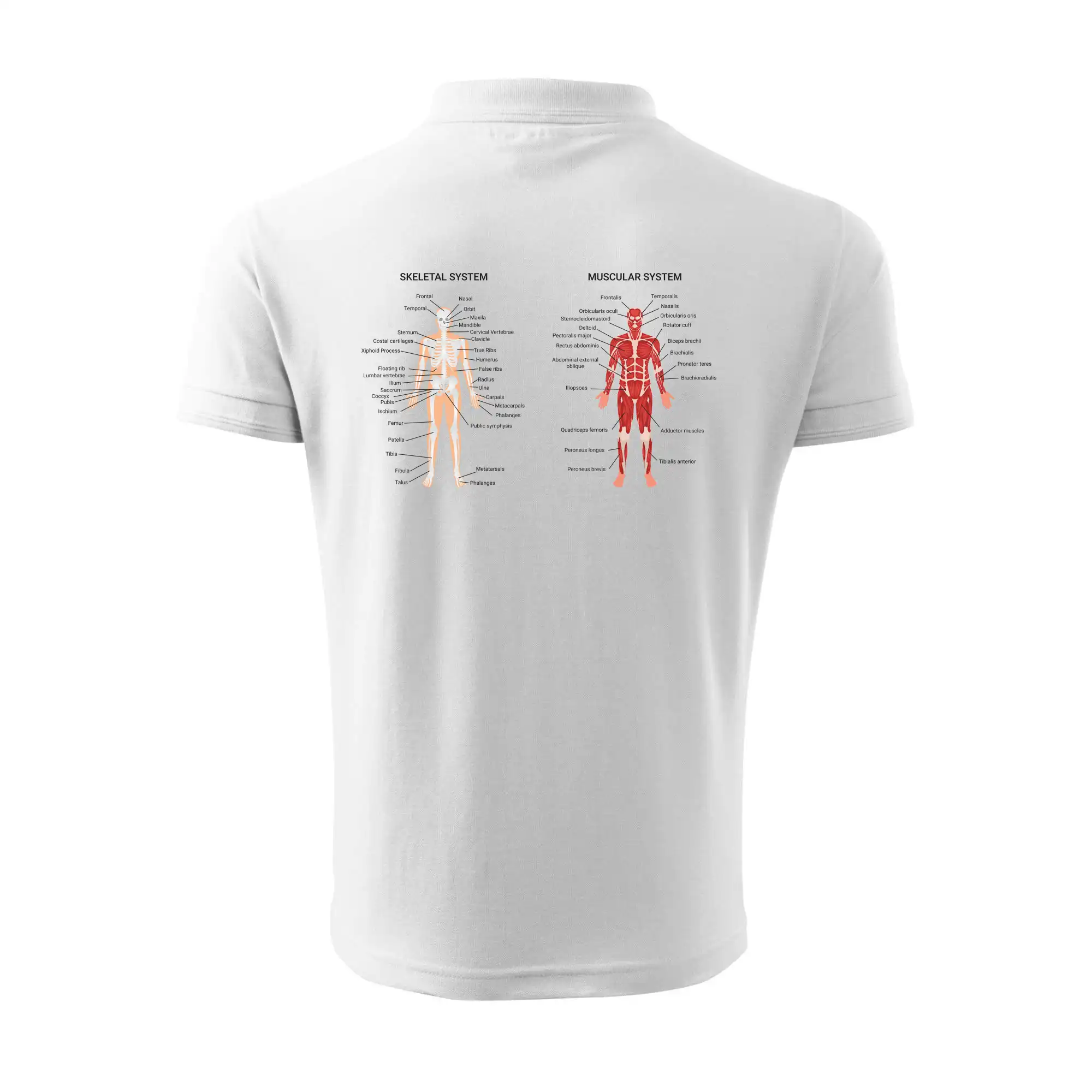 Skelet and Moscular system