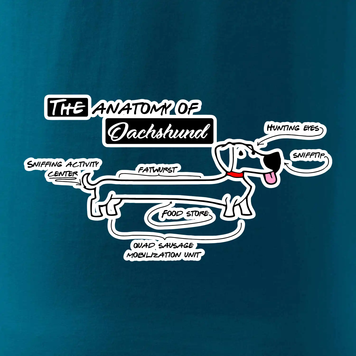 Jezevčík - Anatomie