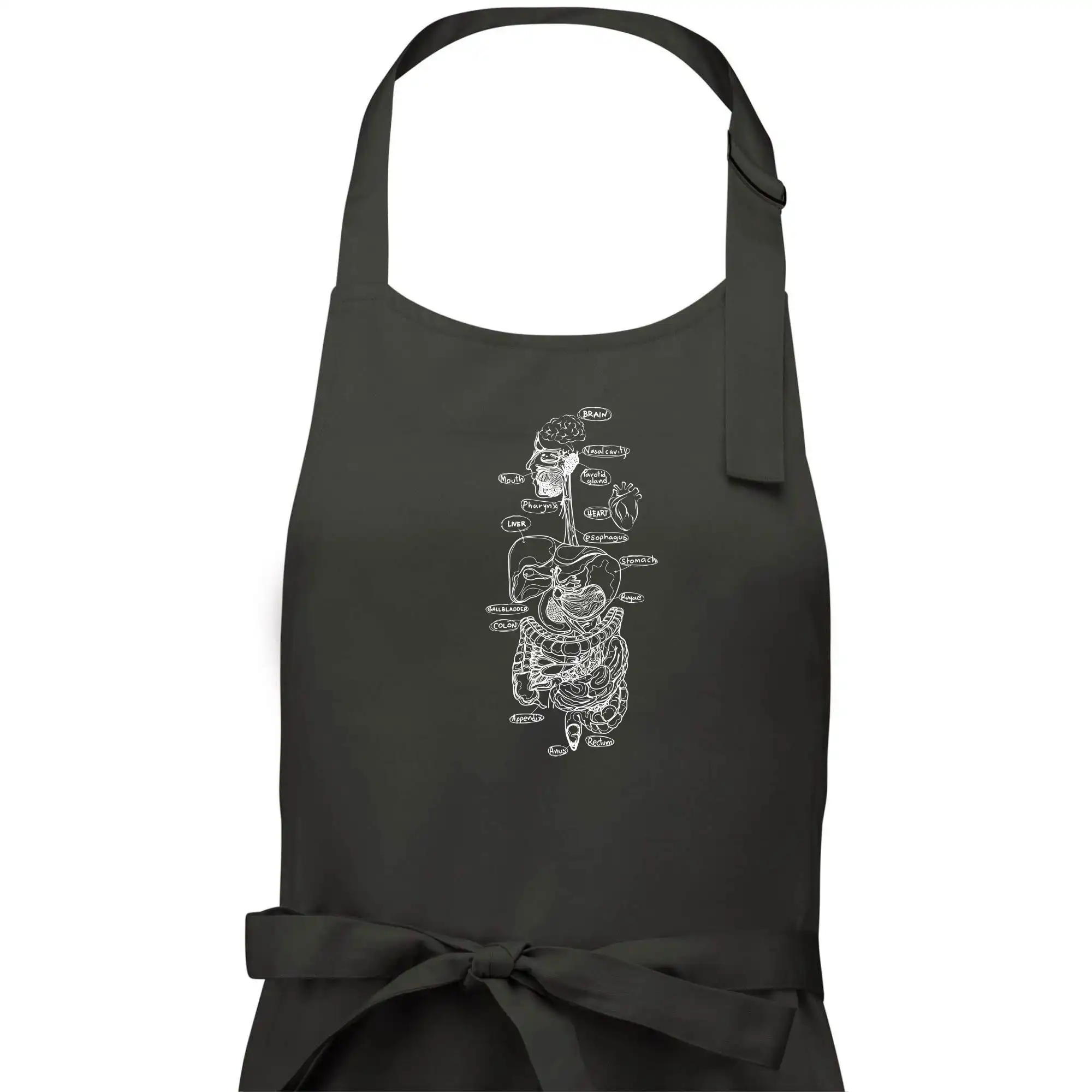 Skica lidských orgánů