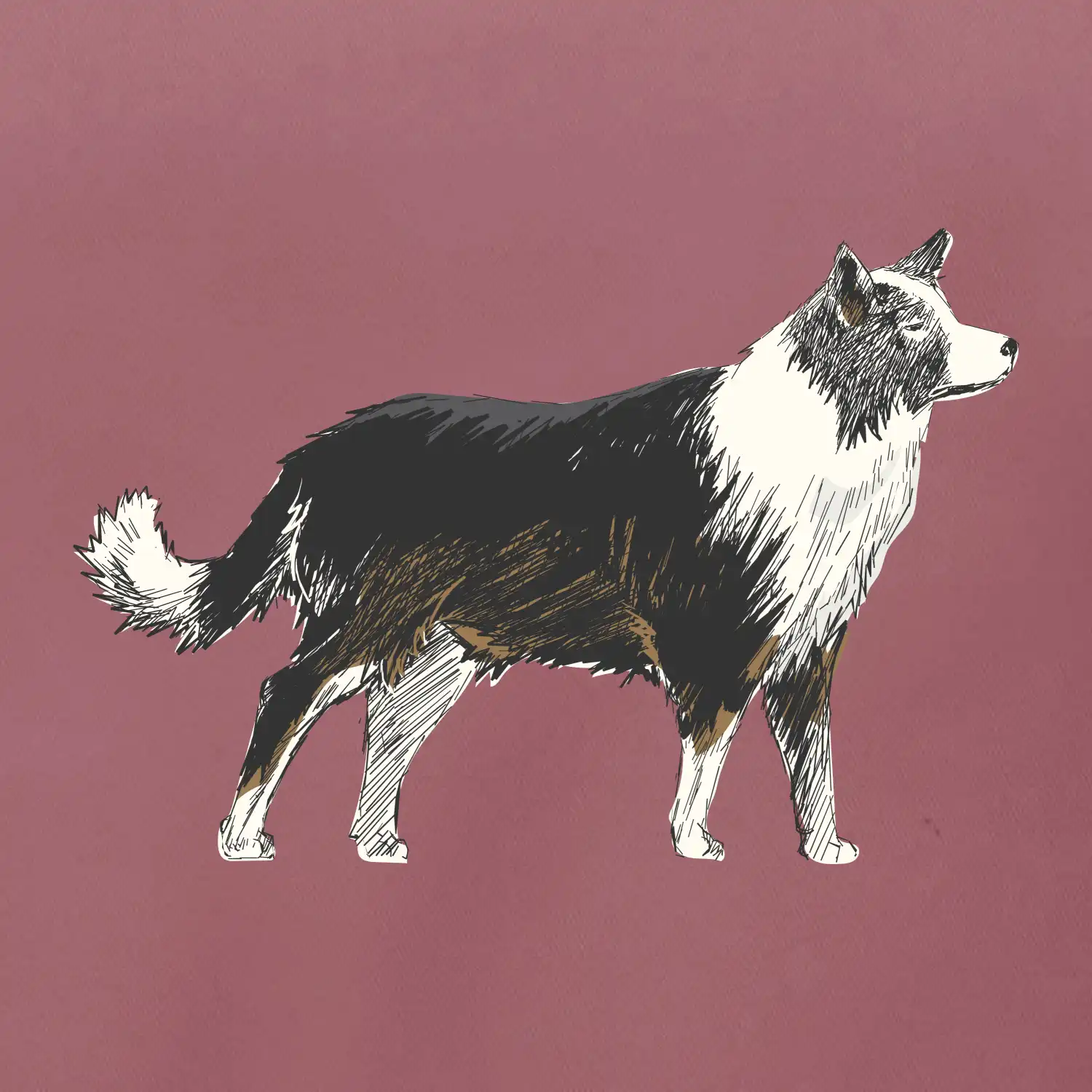 Border kolie kreslená