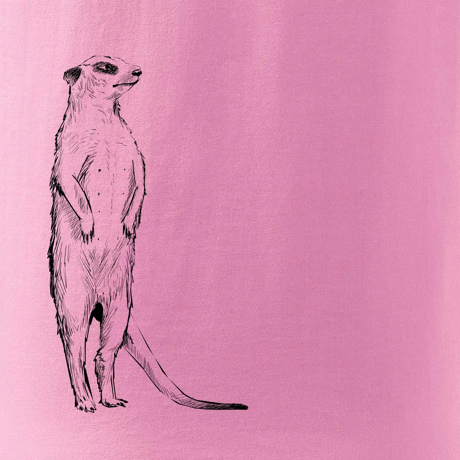 Surikata černá kresba