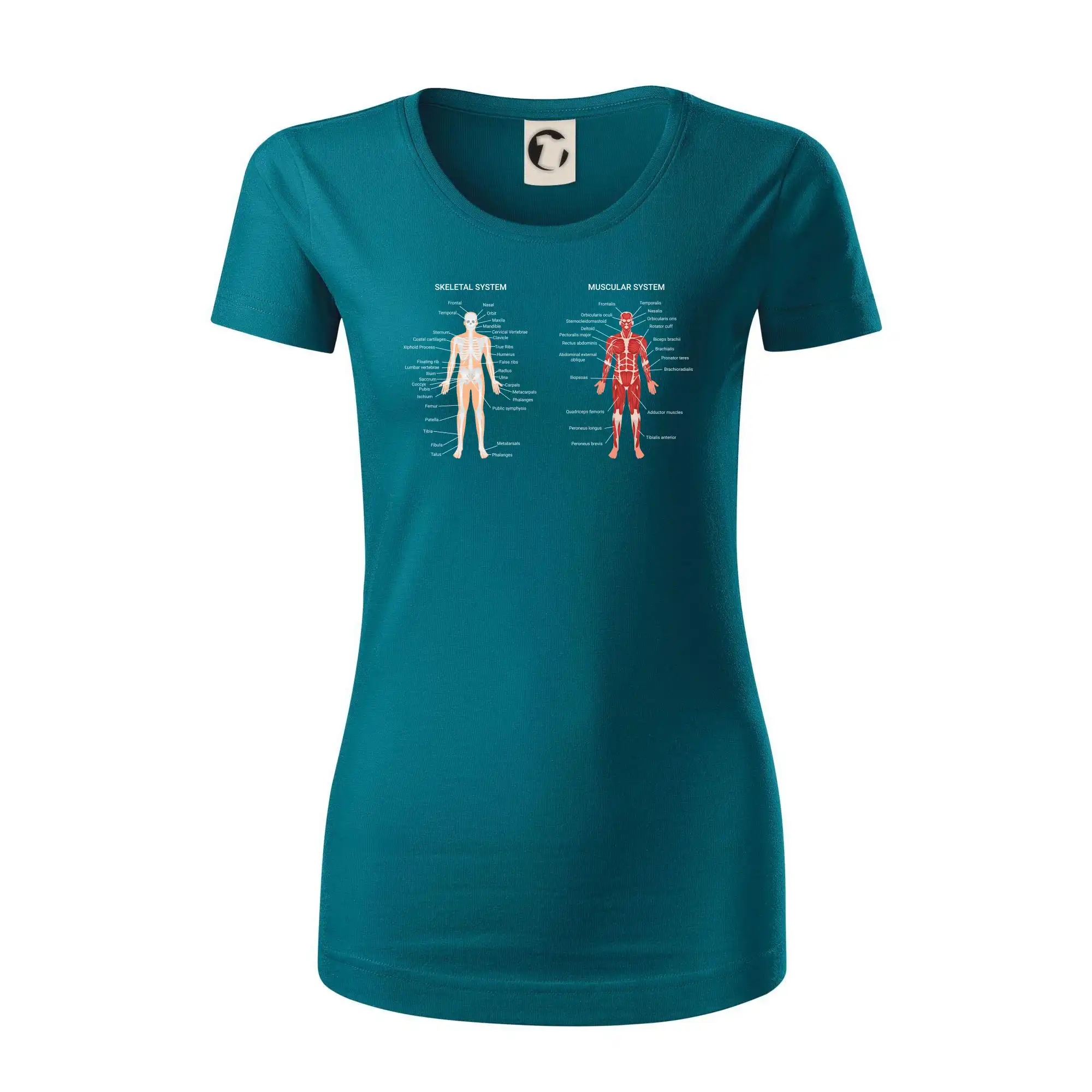 Skelet and Moscular system