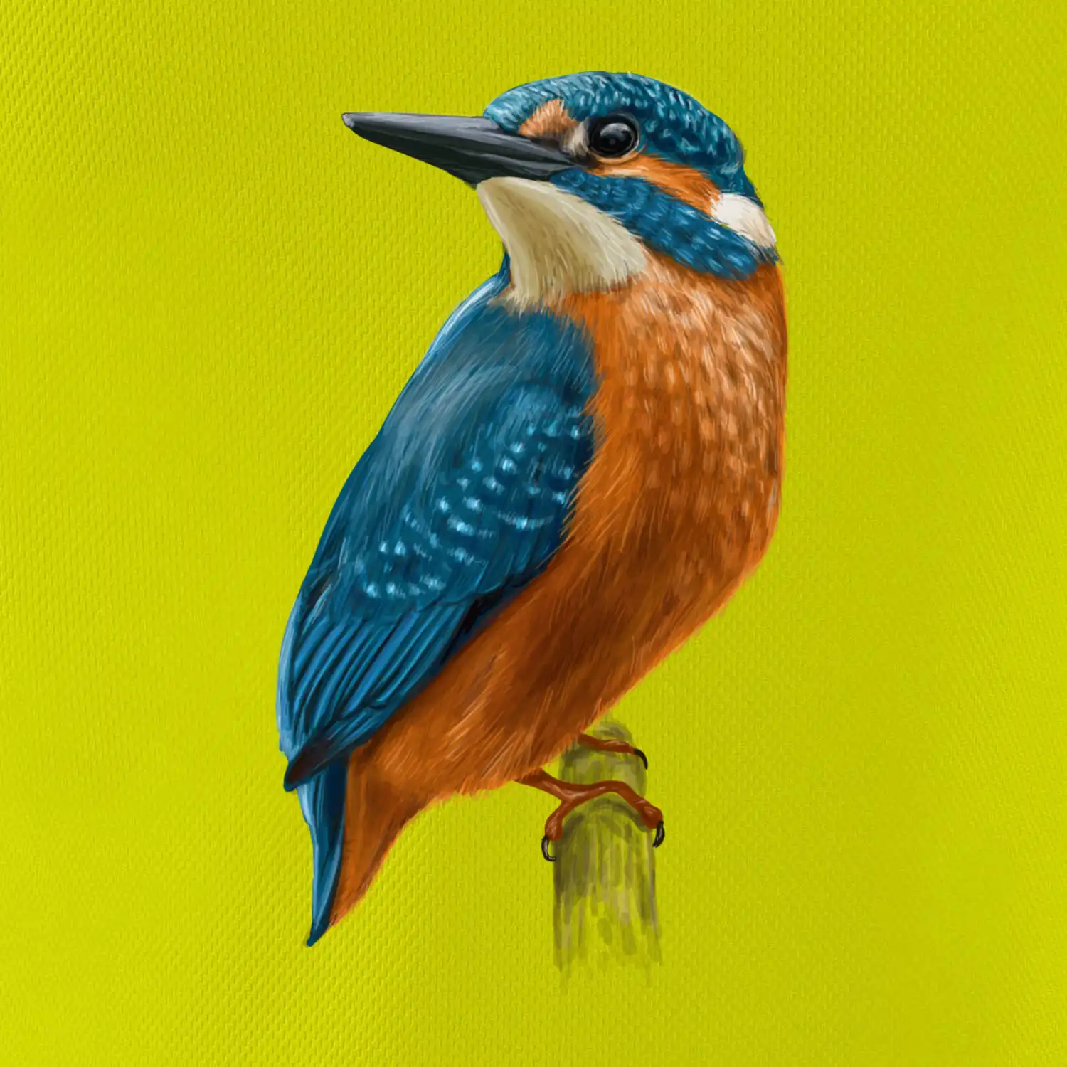 Lednáček kreslený