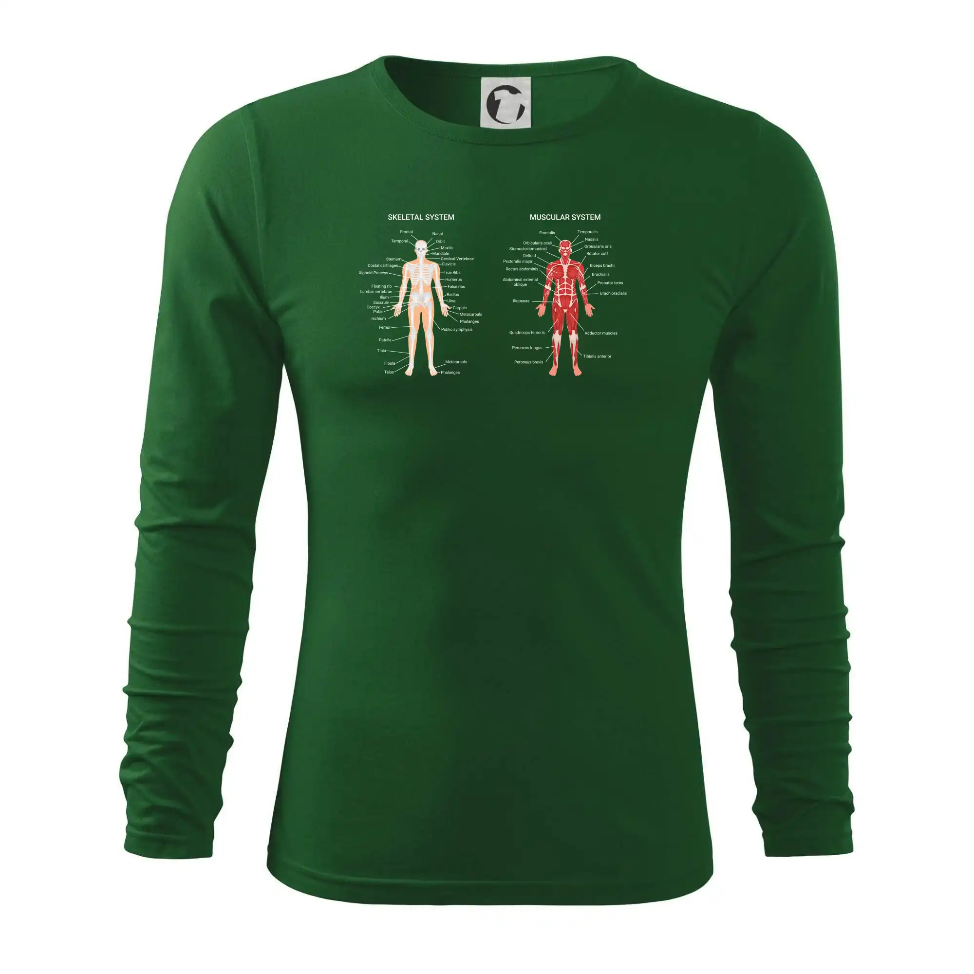 Skelet and Moscular system