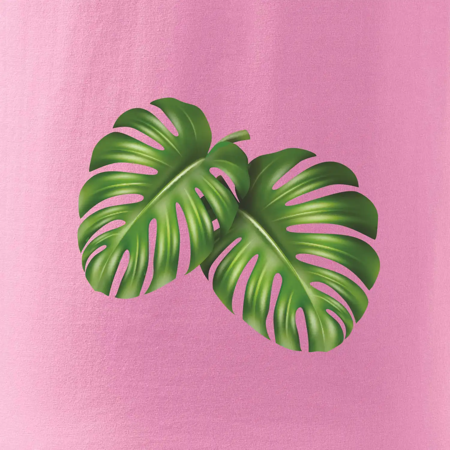 Monstera - dva listy