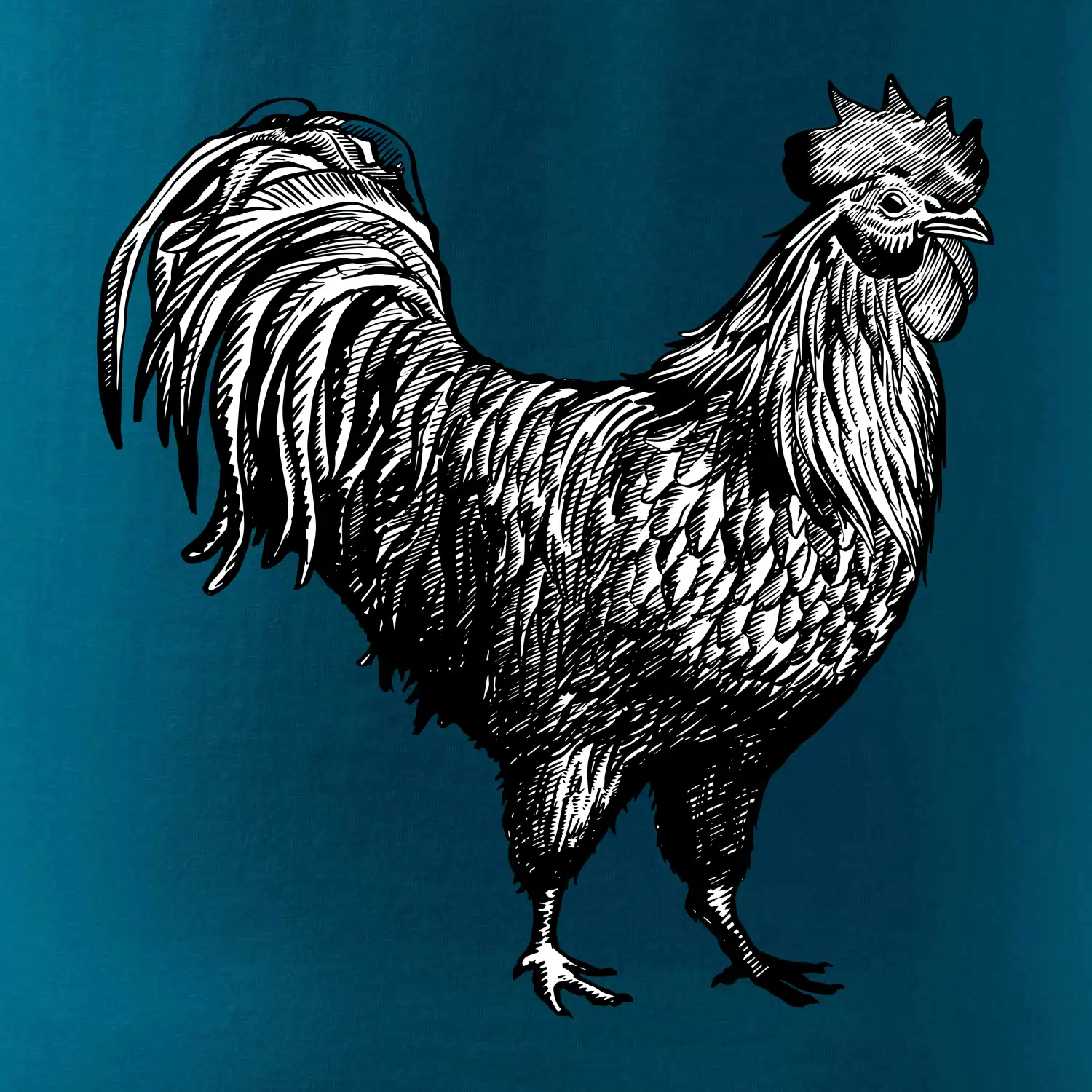 Kohout kreslený černobílý