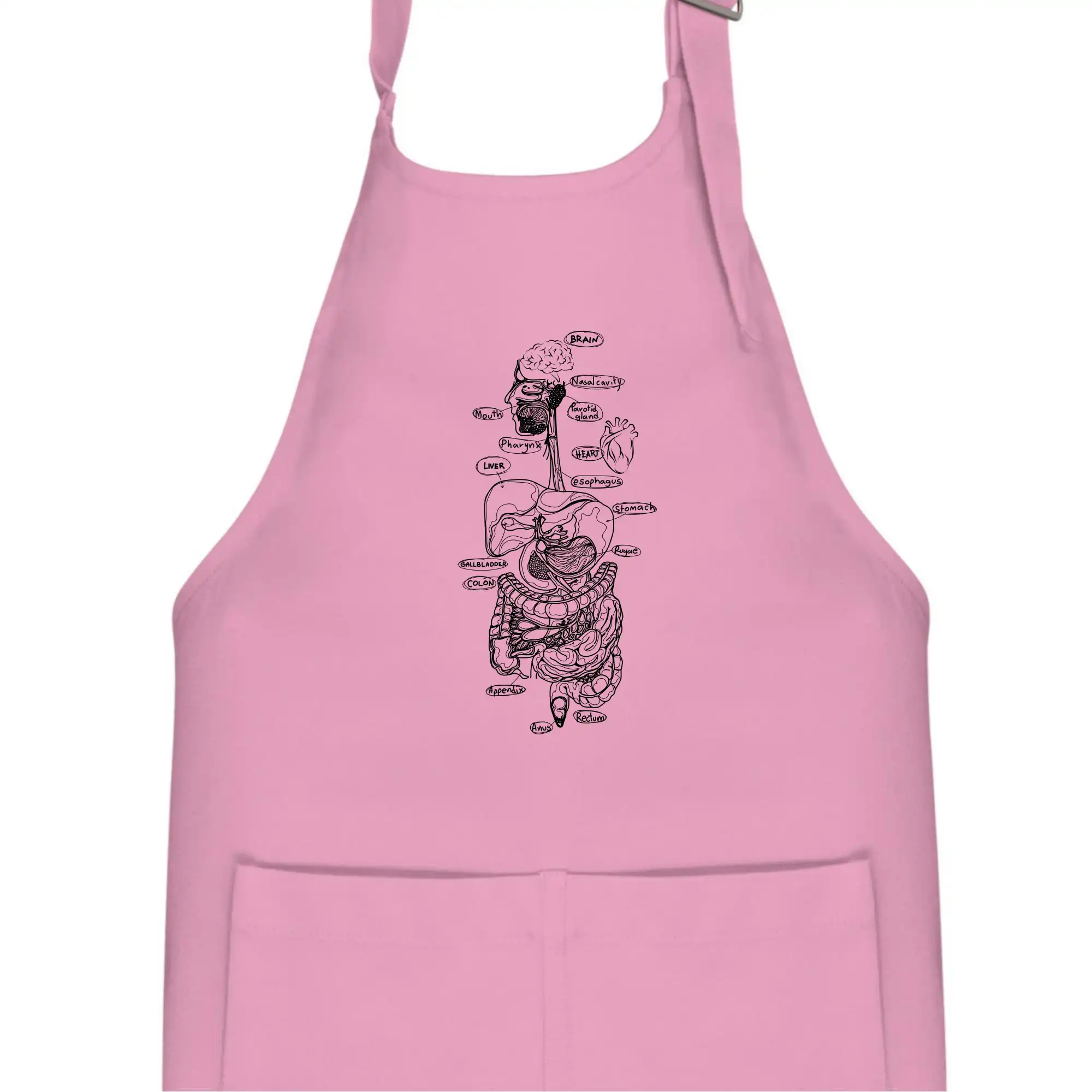 Skica lidských orgánů