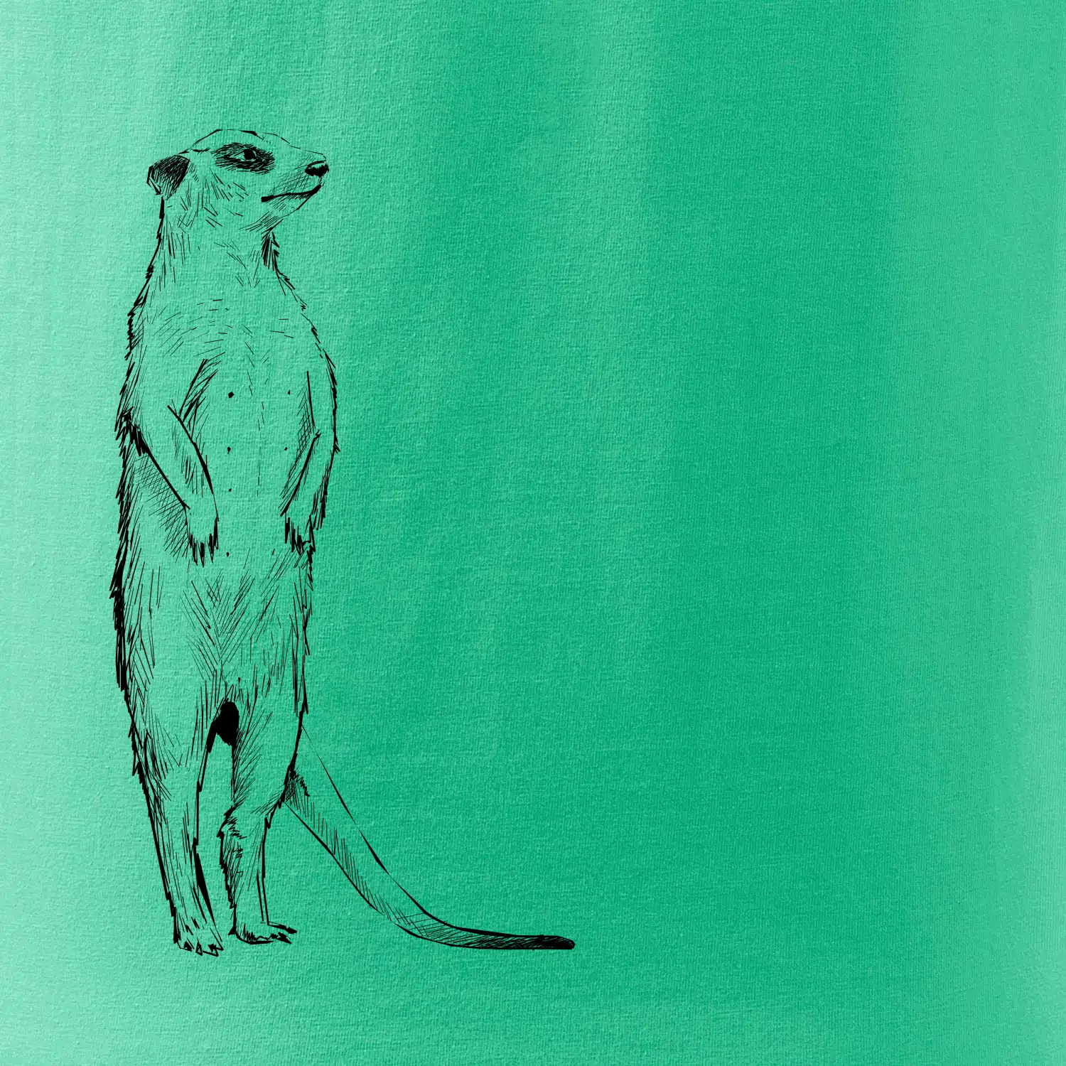 Surikata černá kresba