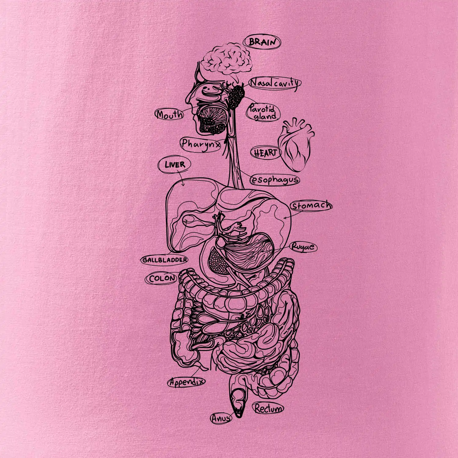 Skica lidských orgánů