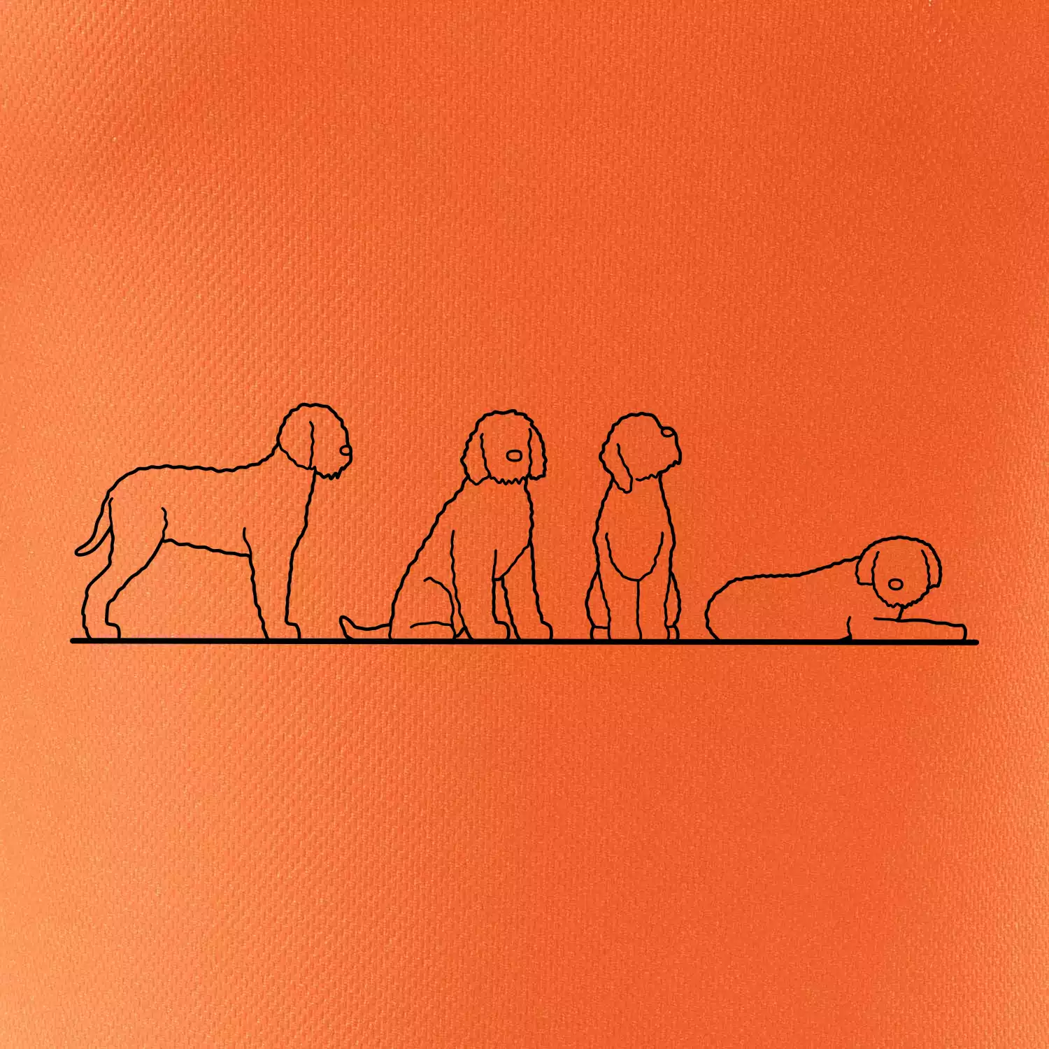 Lagotto romagnolo postavy linka