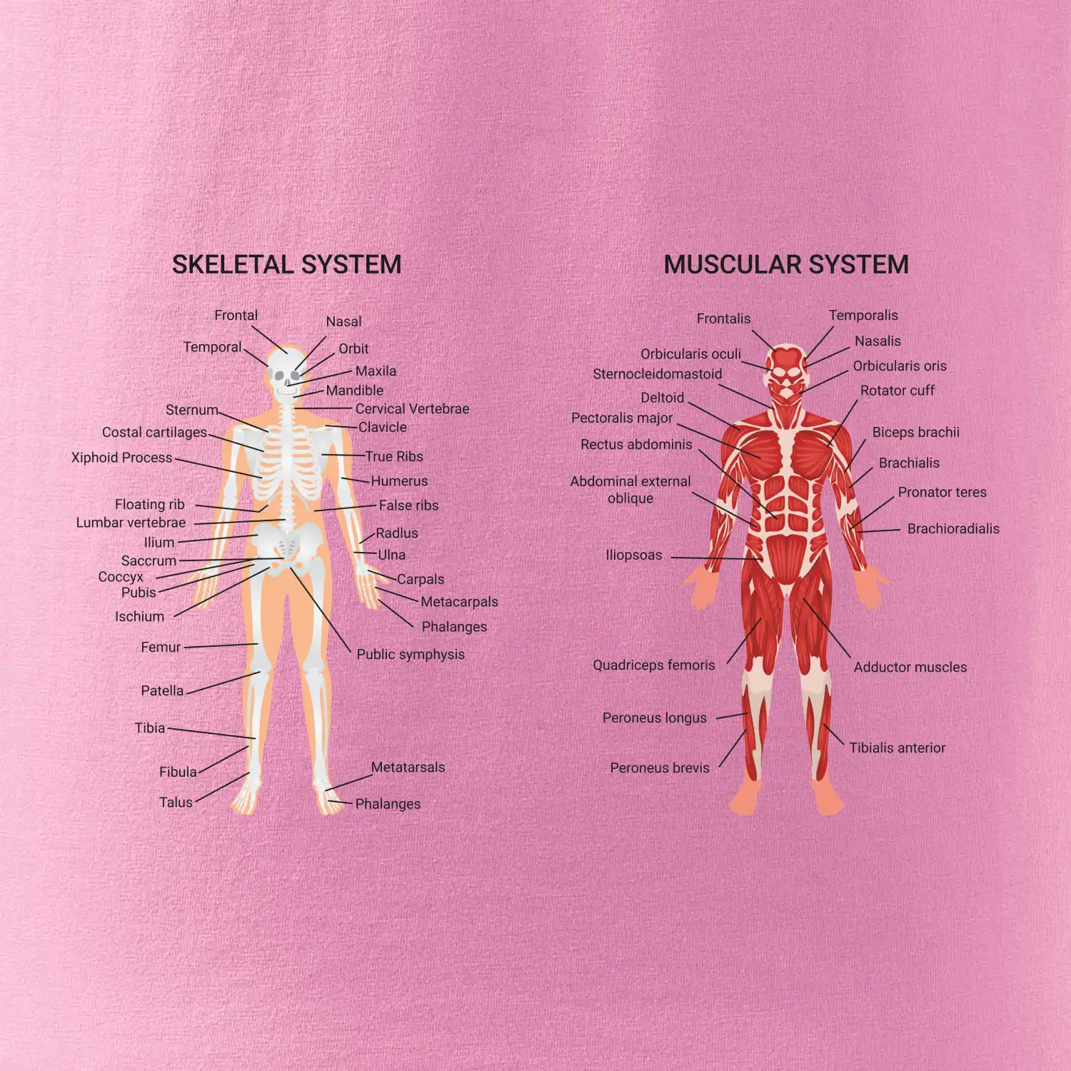 Skelet and Moscular system
