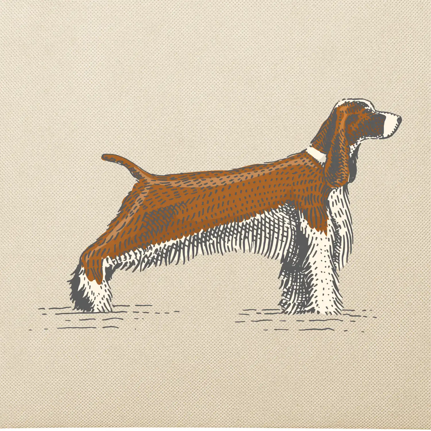 Vintage Springer spaniel