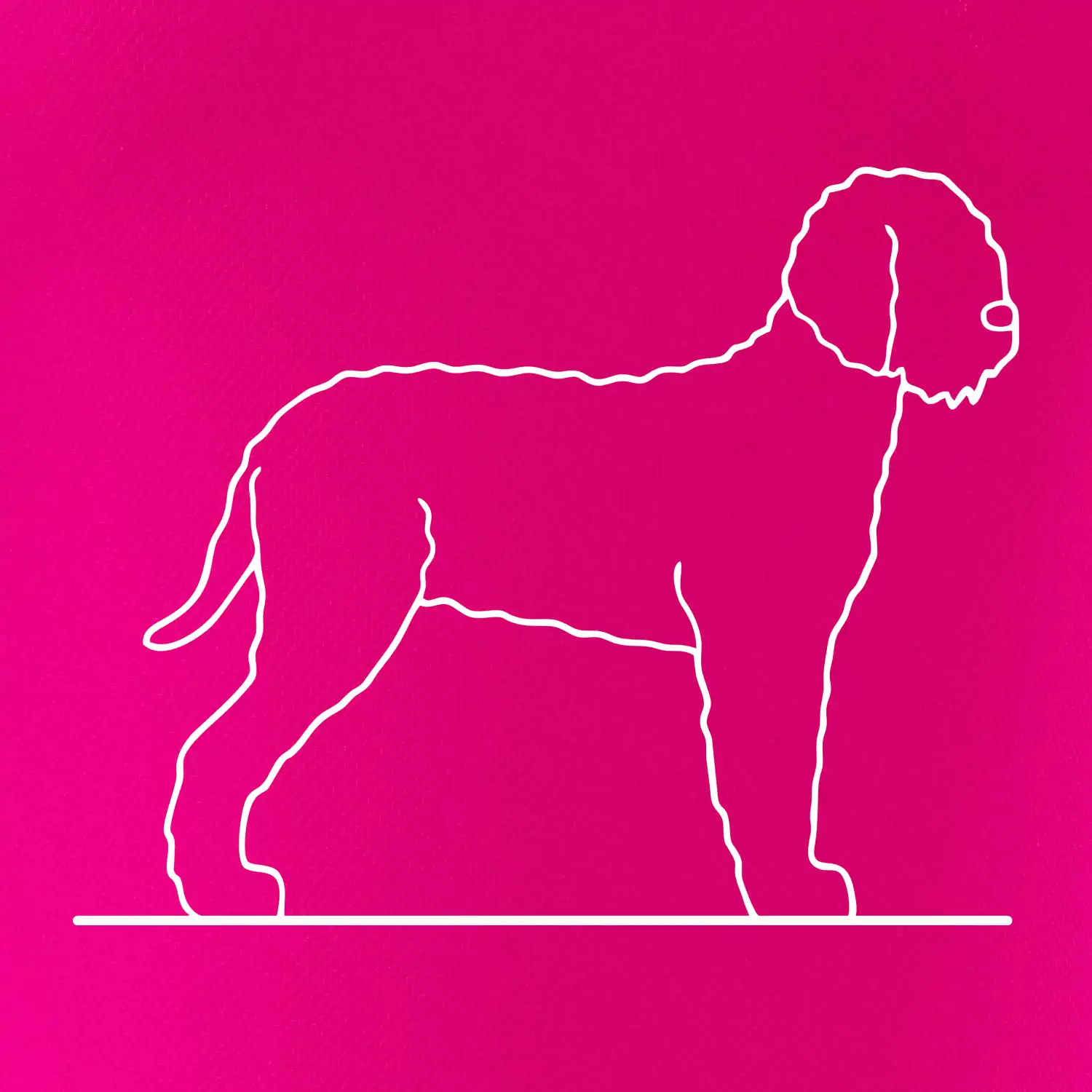Lagotto romagnolo stojící