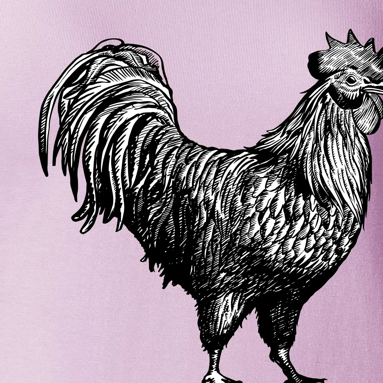 Kohout kreslený černobílý