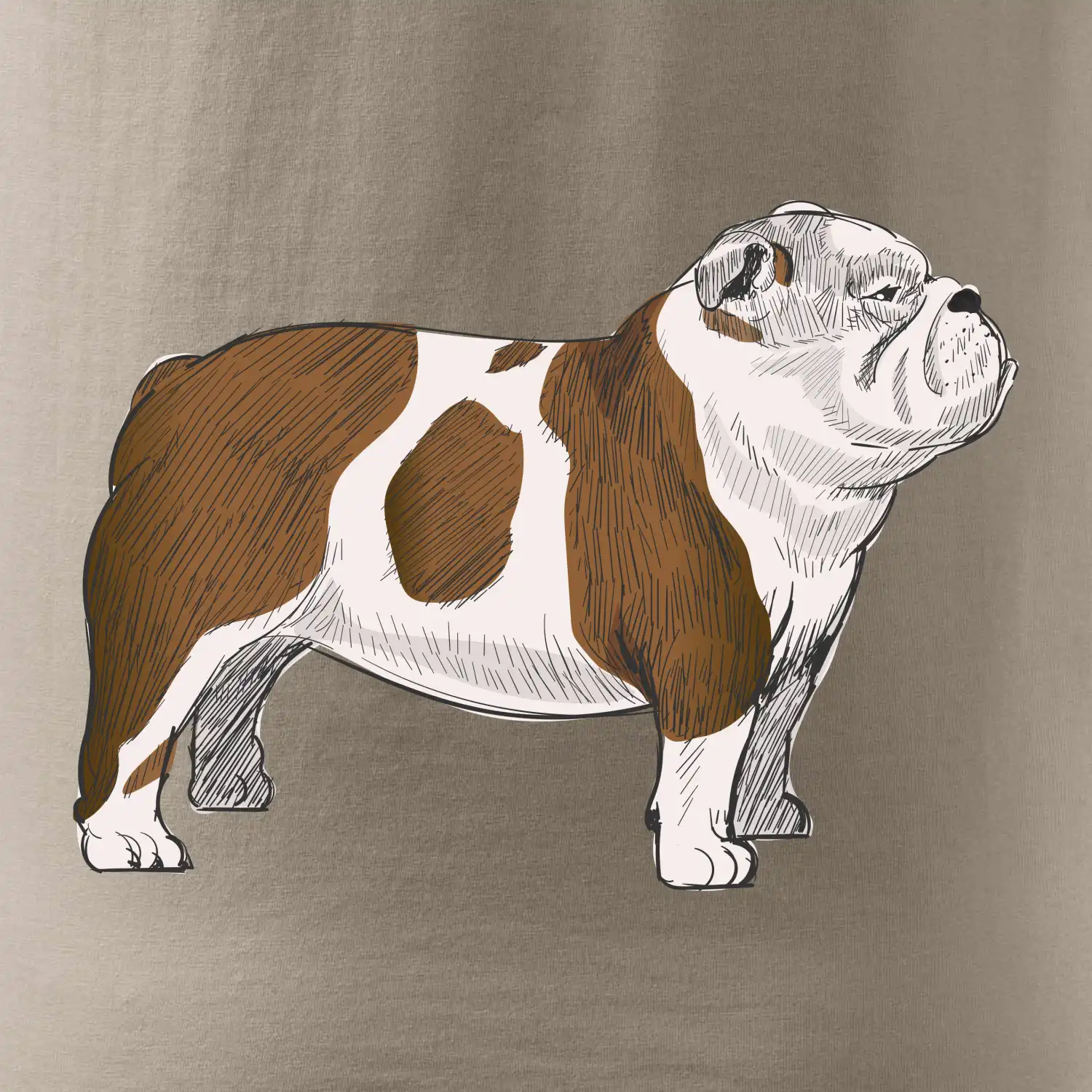 Vintage English bulldog