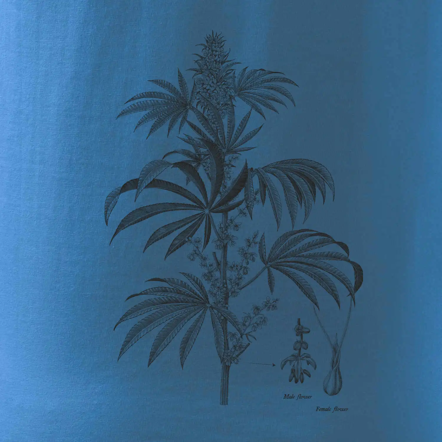 Konopí kytka černobílá