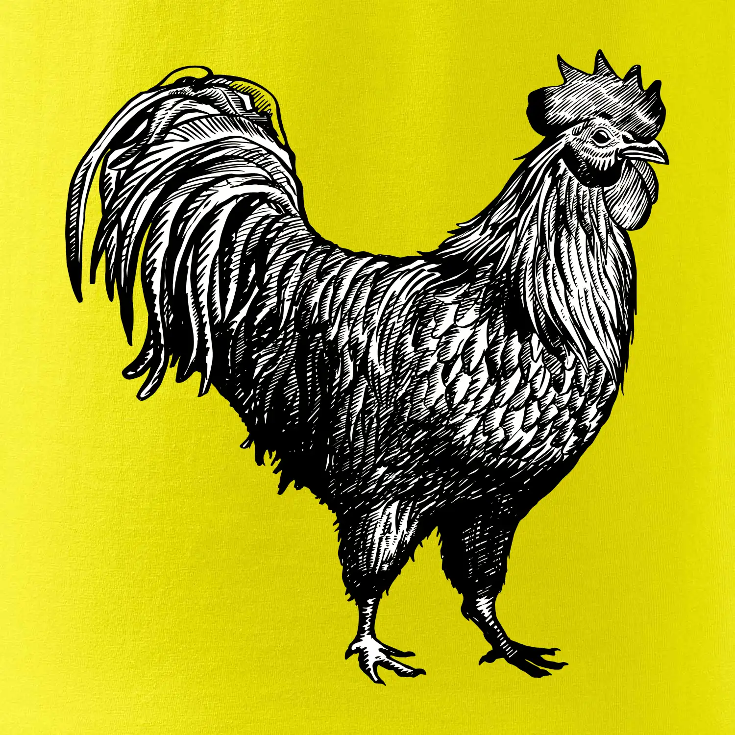 Kohout kreslený černobílý