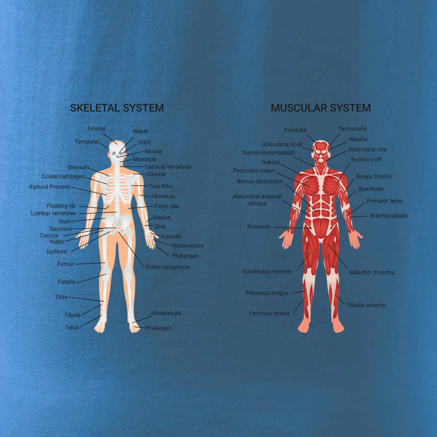 Skelet and Moscular system