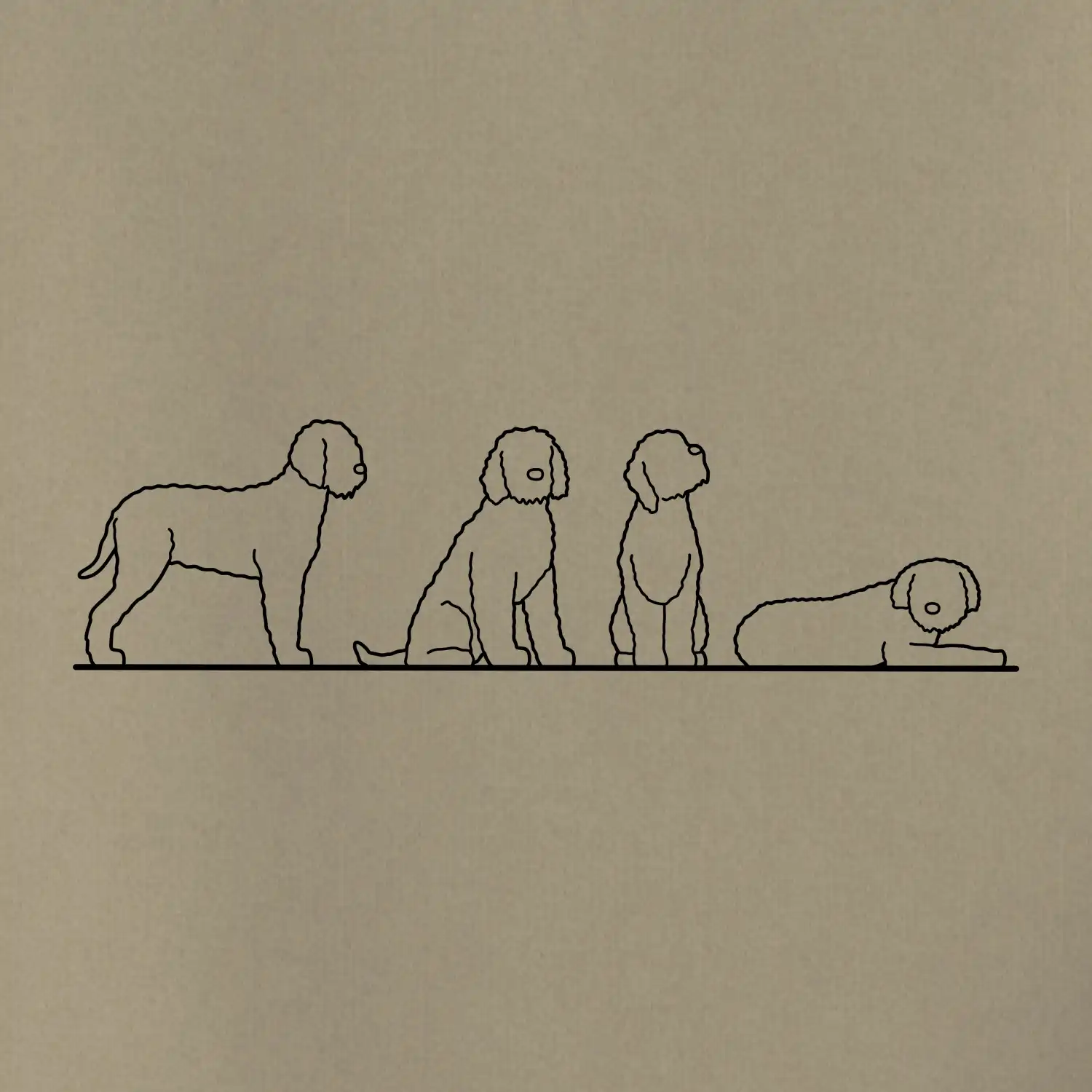 Lagotto romagnolo postavy linka