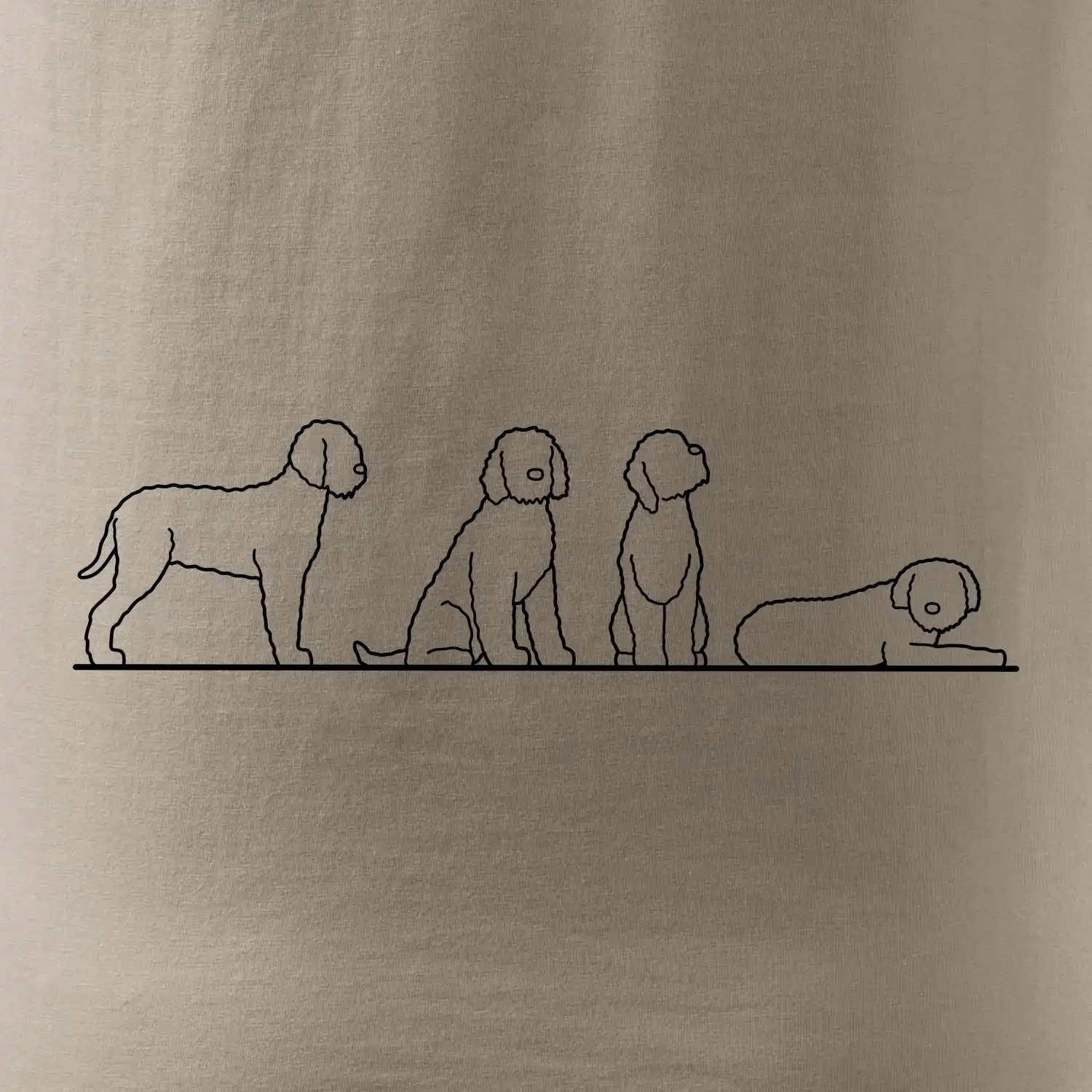 Lagotto romagnolo postavy linka