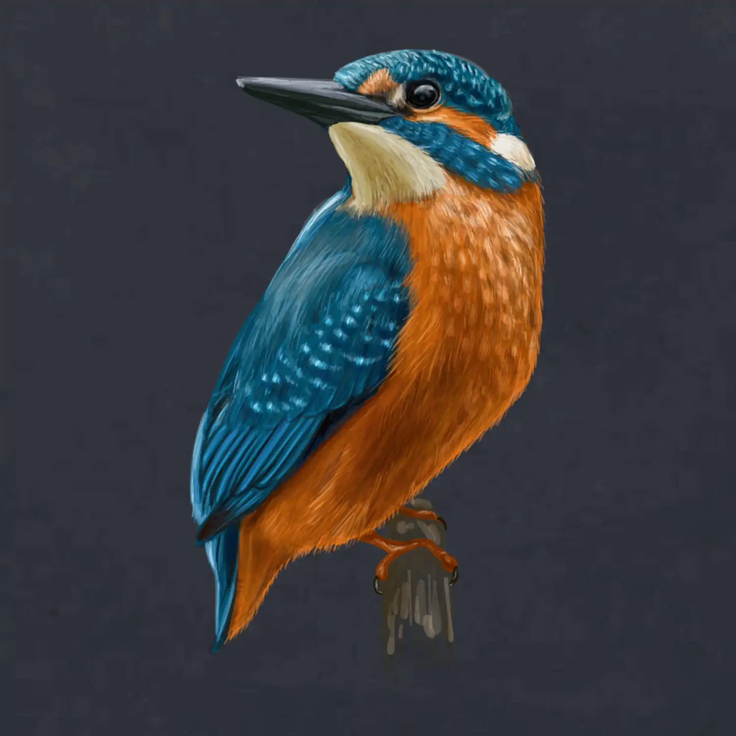 Lednáček kreslený