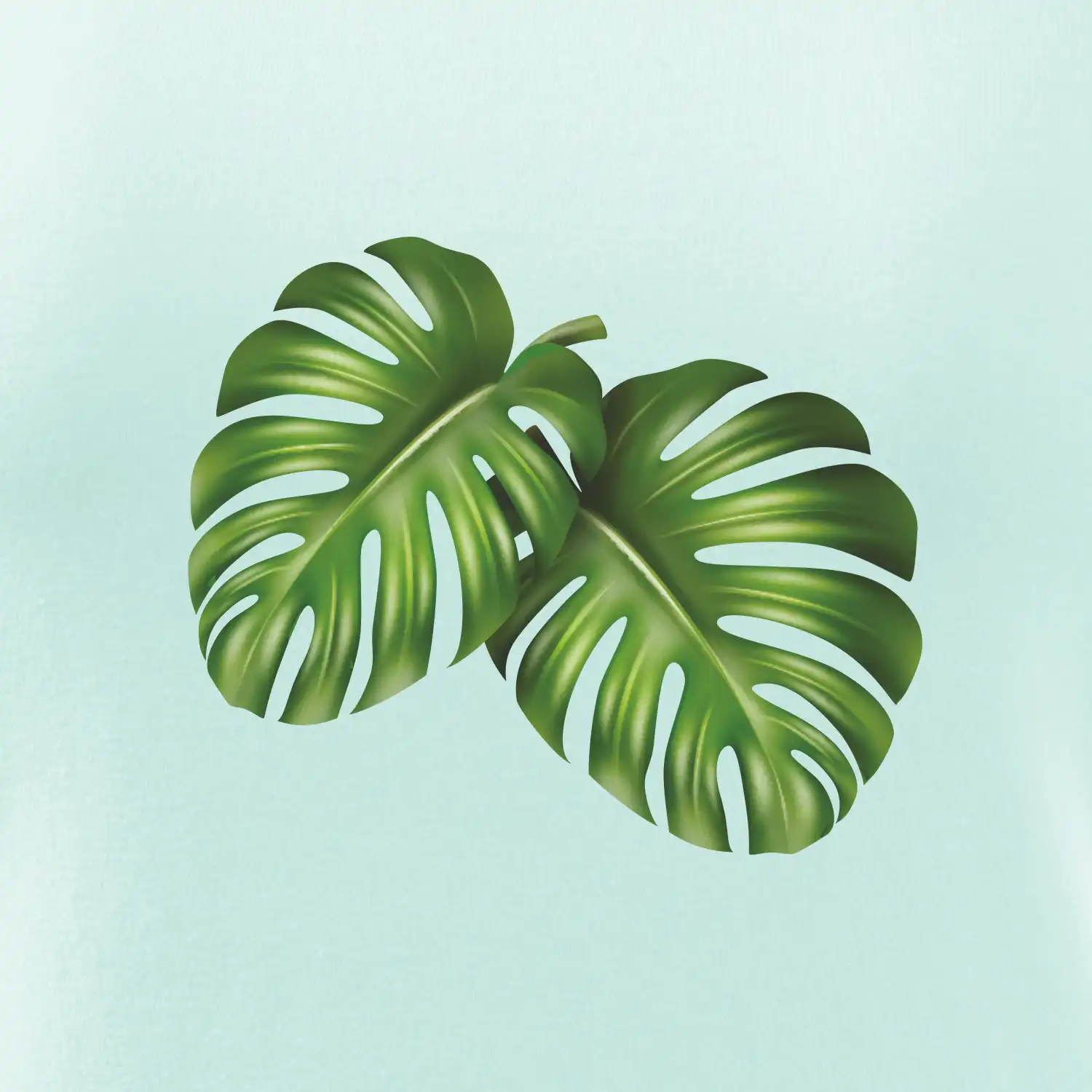 Monstera - dva listy