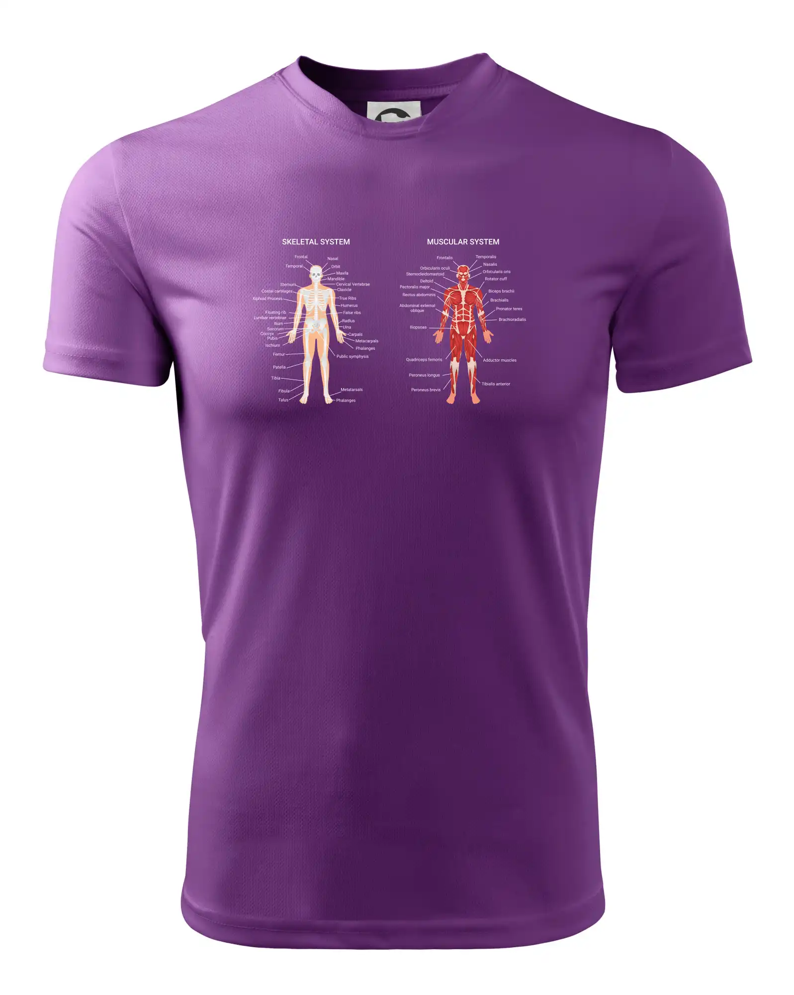 Skelet and Moscular system