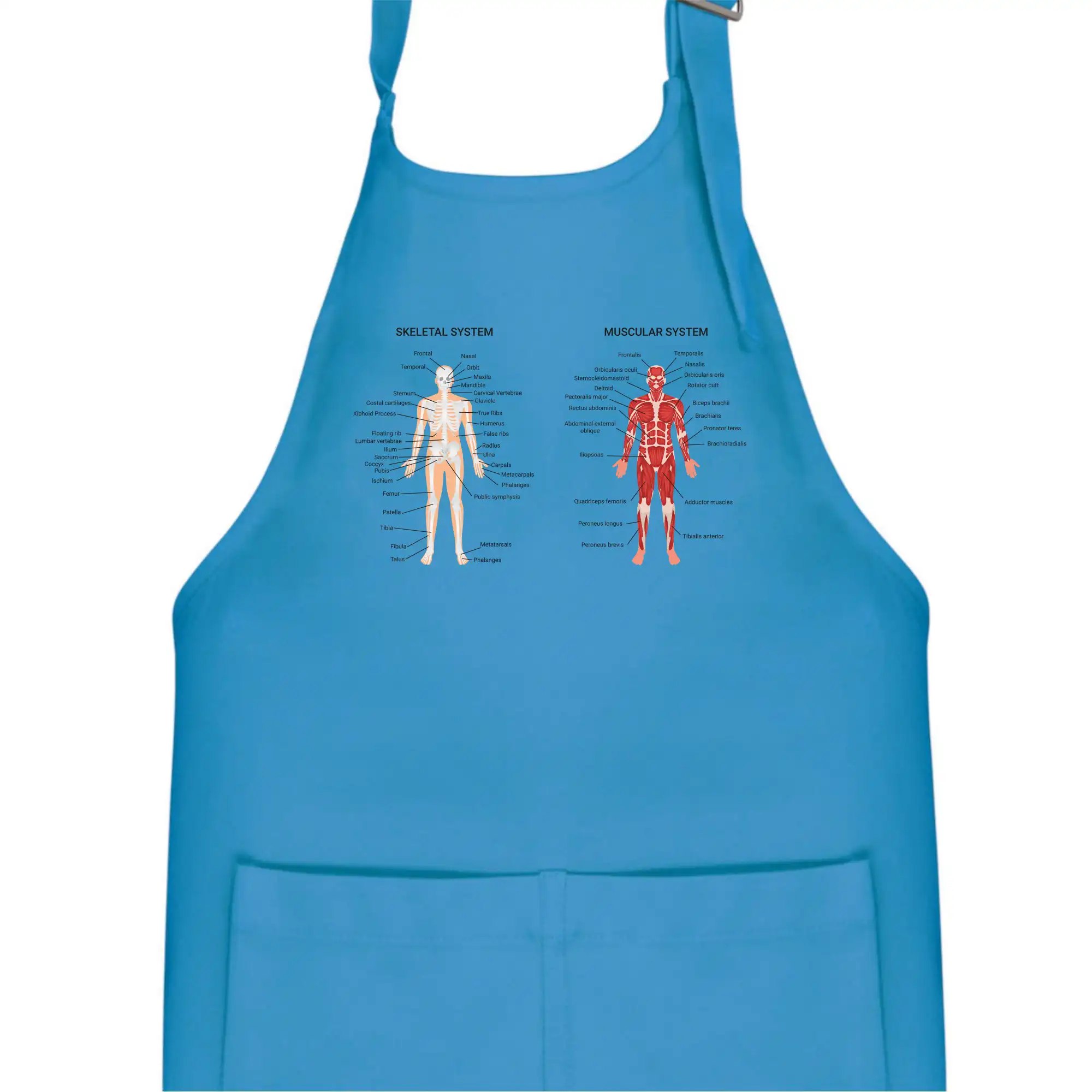 Skelet and Moscular system