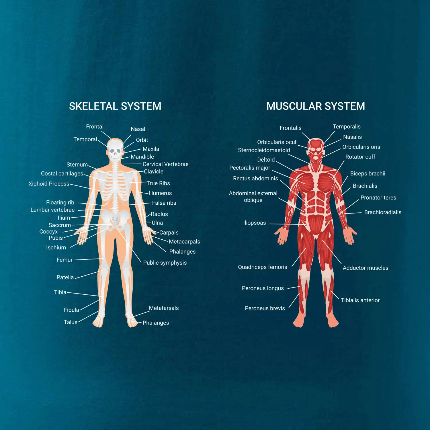 Skelet and Moscular system