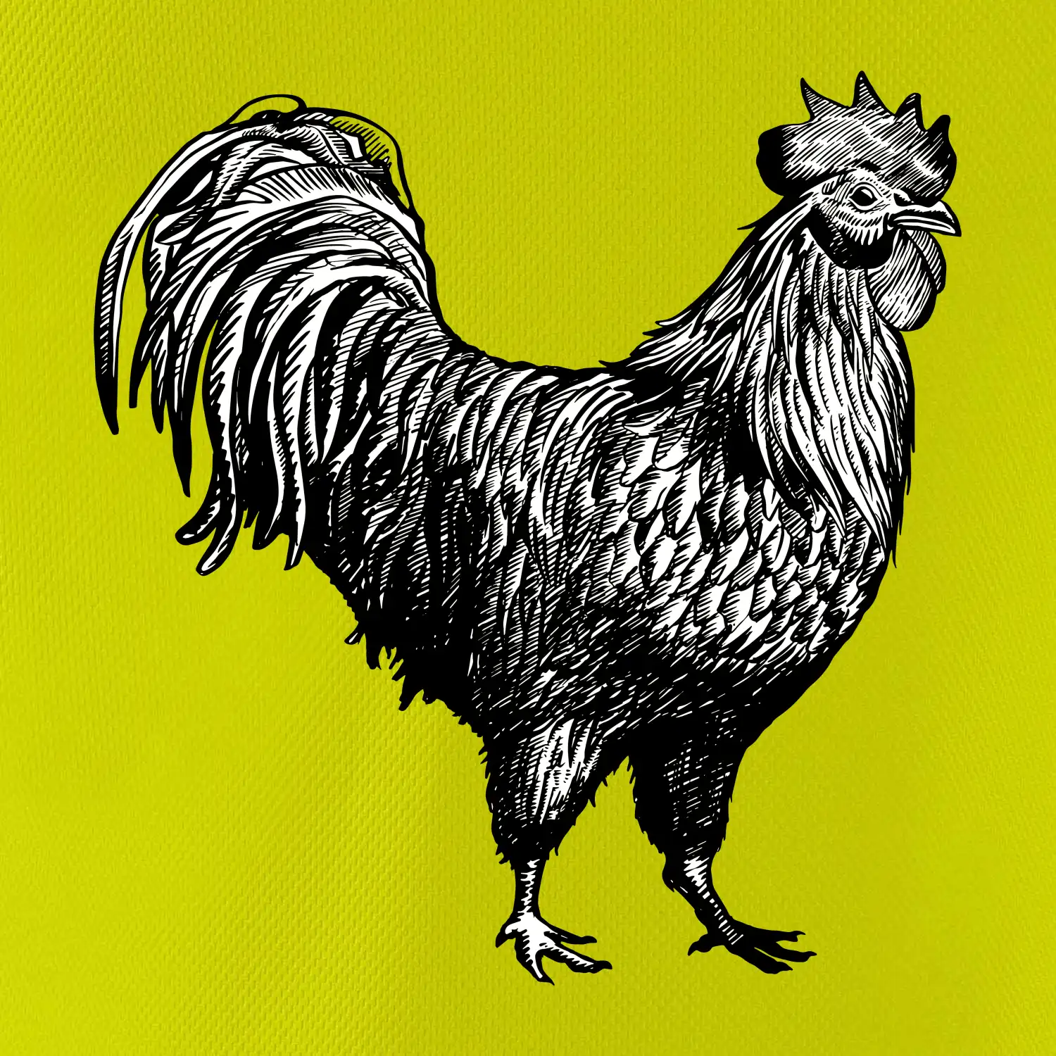 Kohout kreslený černobílý