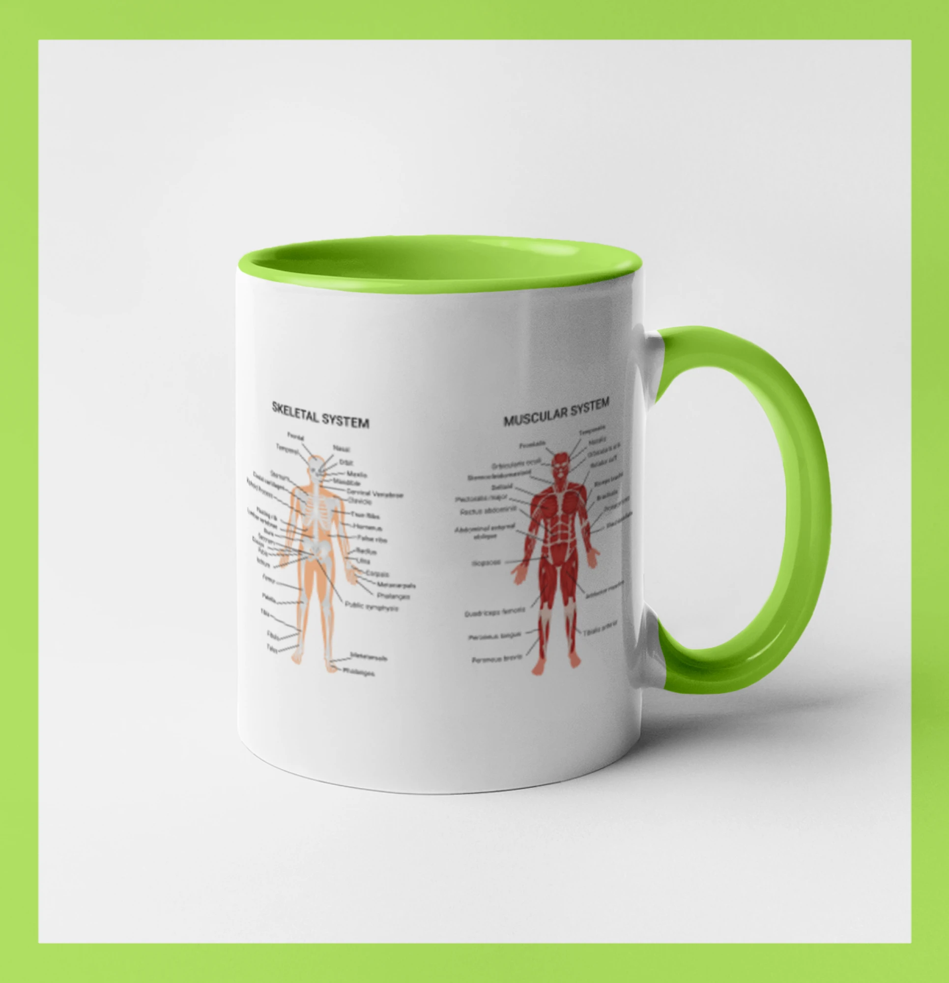 Skelet and Moscular system