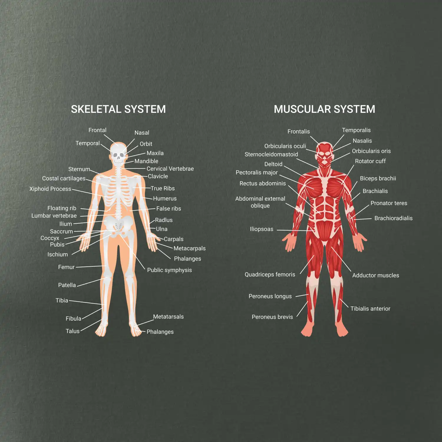 Skelet and Moscular system