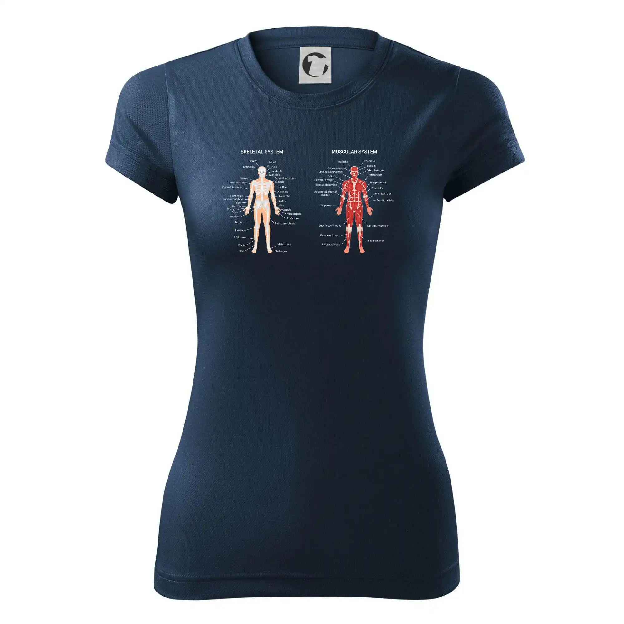 Skelet and Moscular system