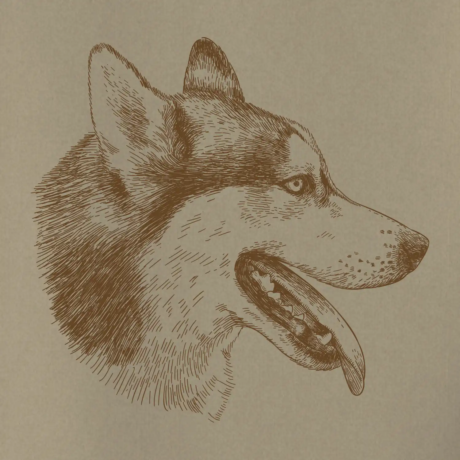 Husky - hlava z boku