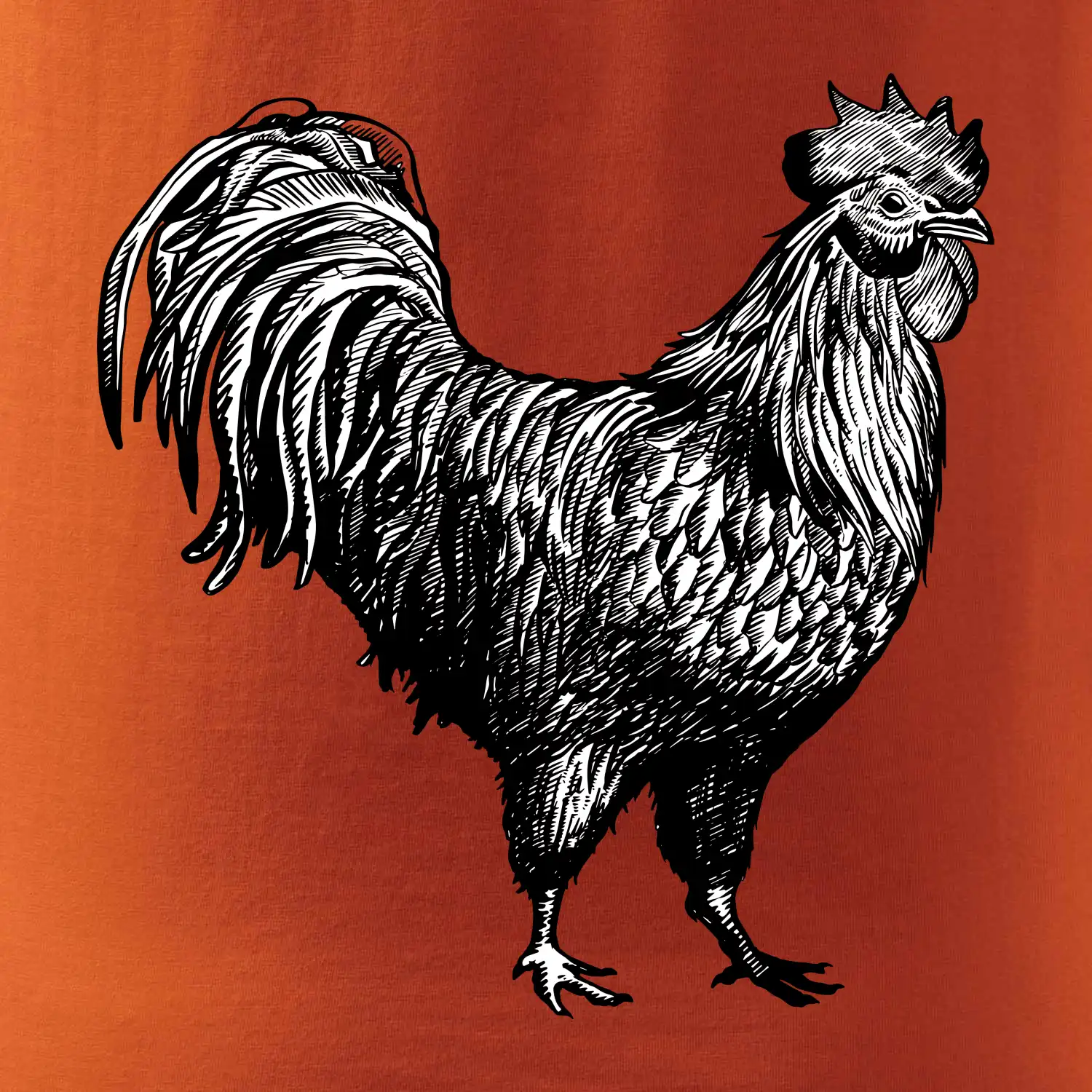 Kohout kreslený černobílý