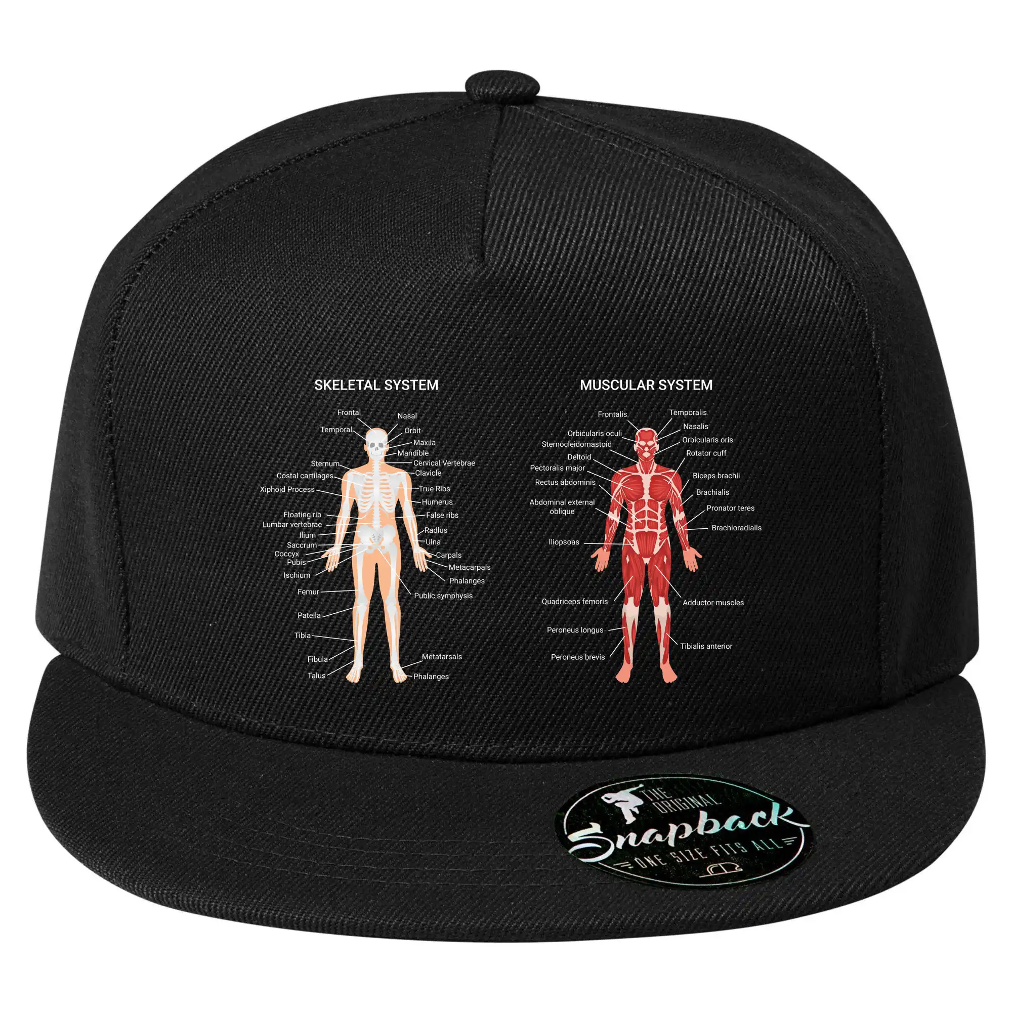 Skelet and Moscular system