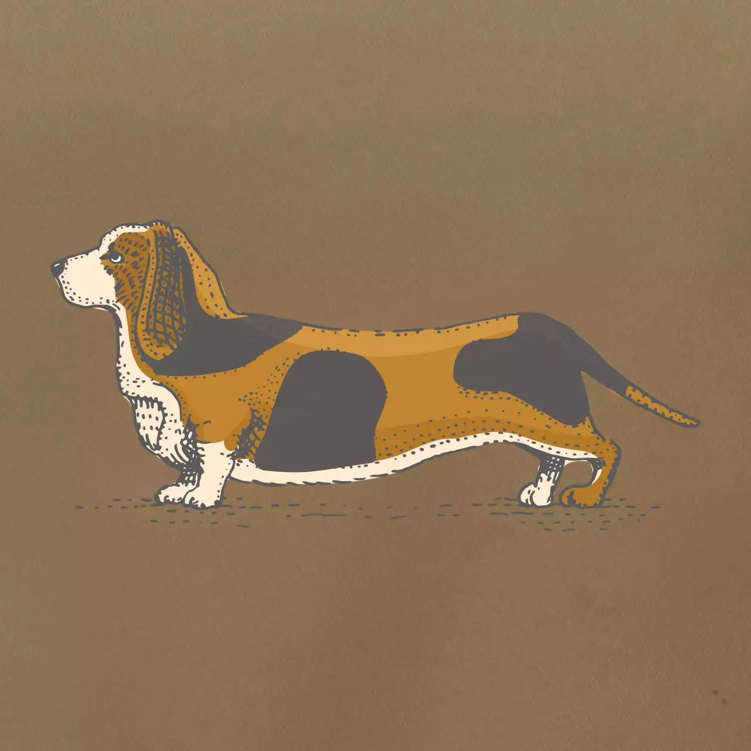 Vintage basset