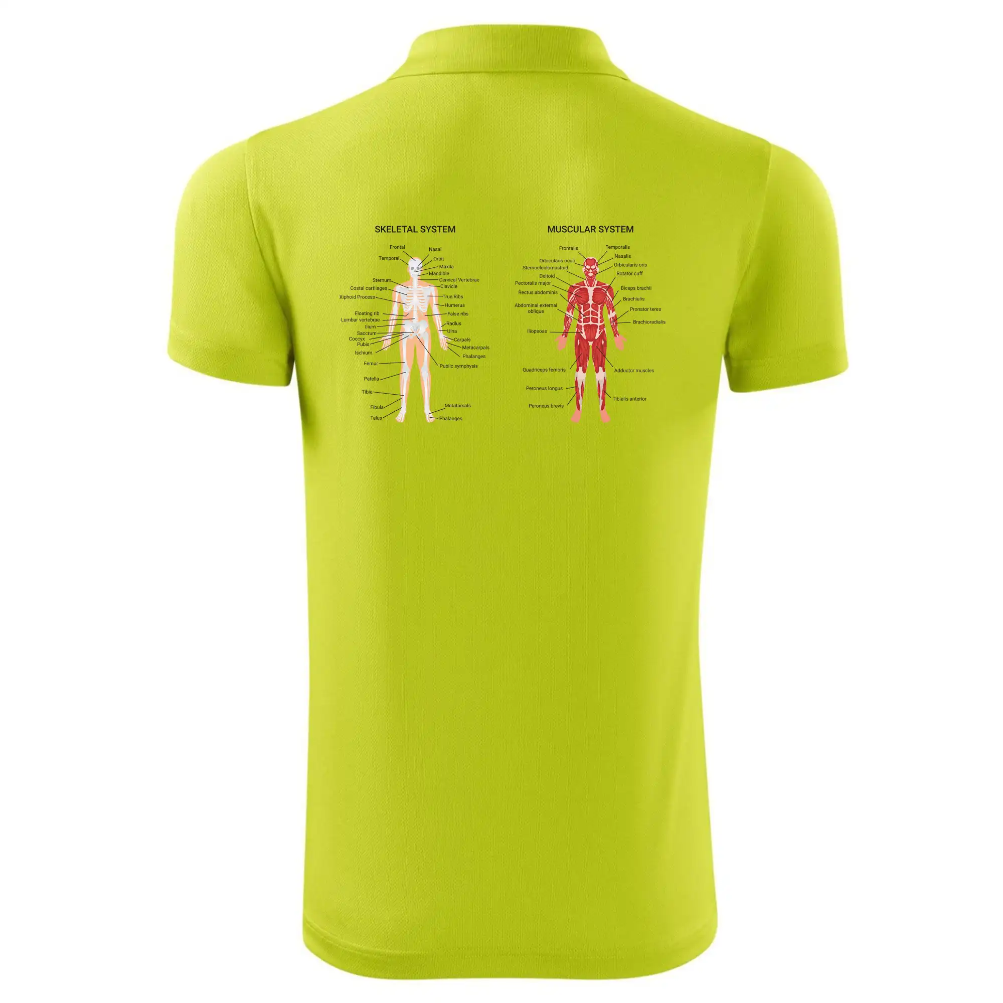 Skelet and Moscular system