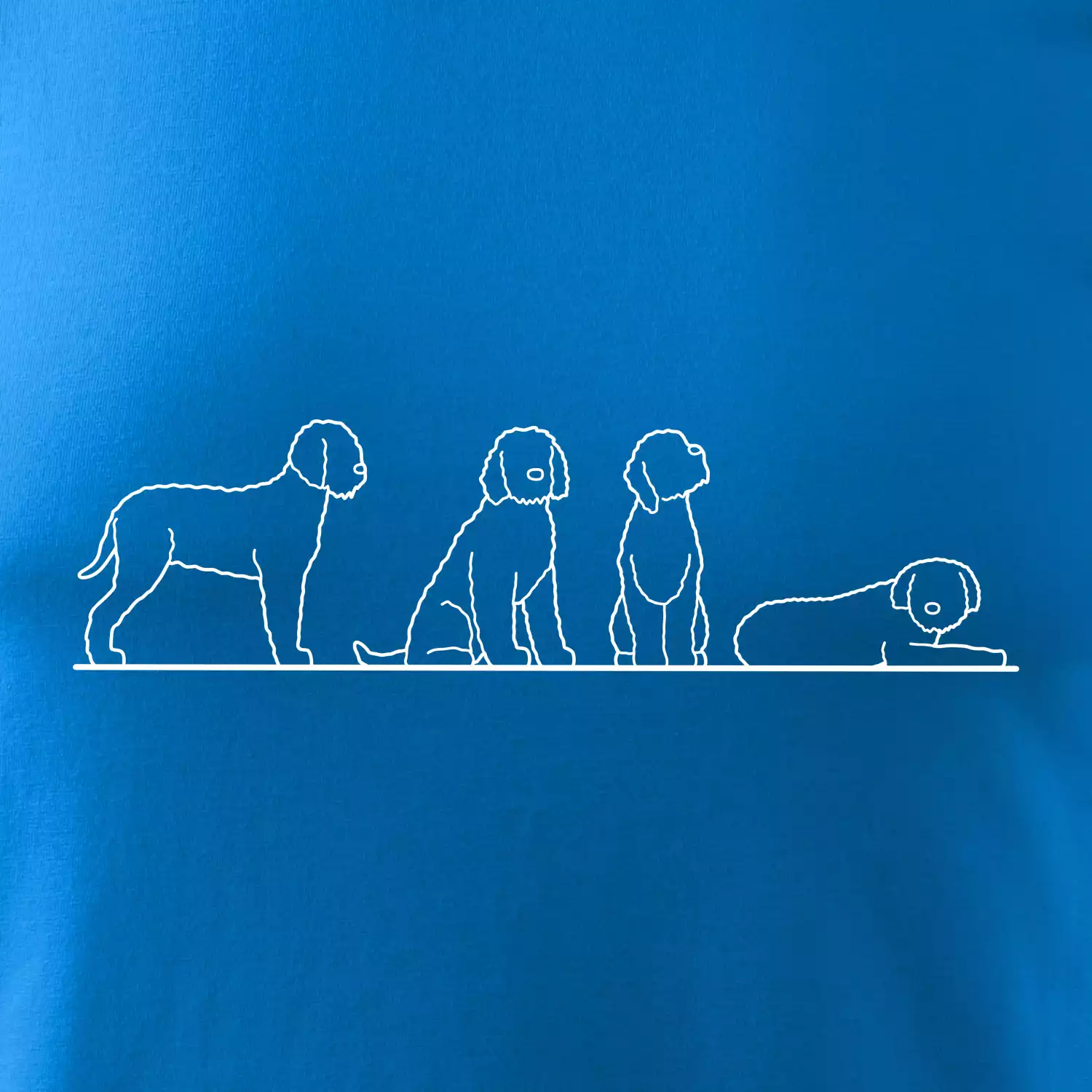 Lagotto romagnolo postavy linka