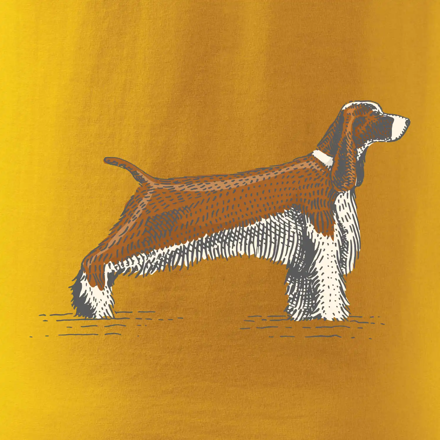 Vintage Springer spaniel