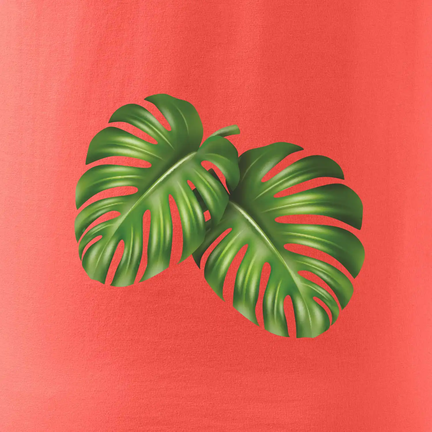 Monstera - dva listy