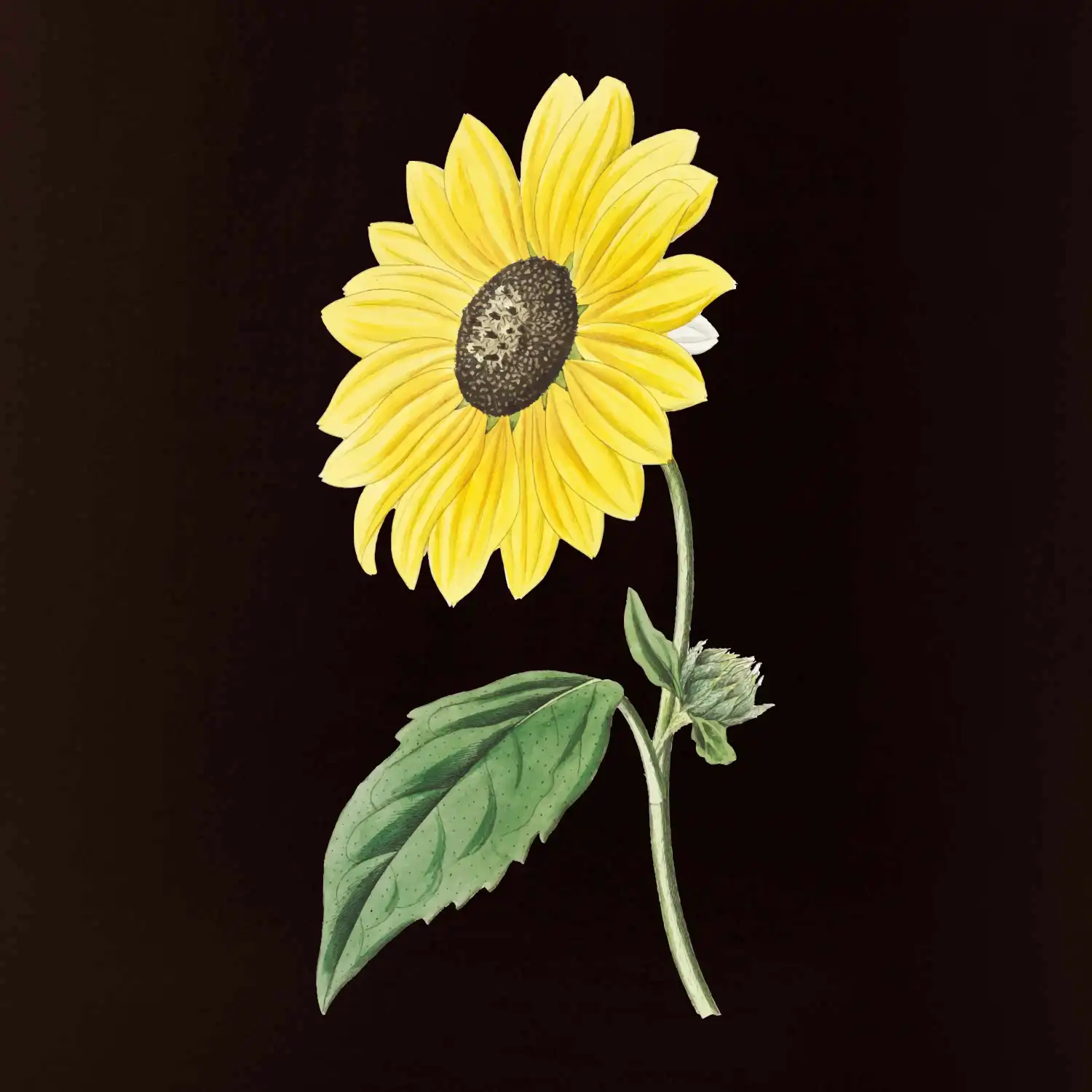 Slunečnice otočená